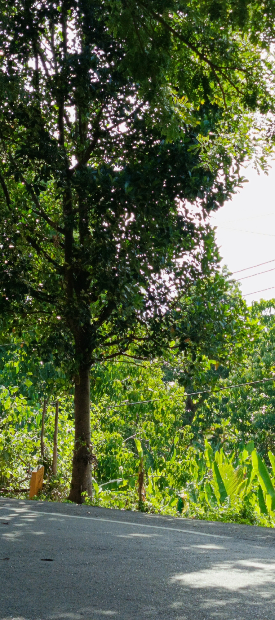 An eye-level, vertical shot captures a tree trunk and canopy against a bright sky. The tree's rough bark is visible on its trunk, which is in the center of the frame and takes up roughly 15% of the image. The canopy, a dense collection of dark green leaves, fills the upper two-thirds of the image, allowing slivers of bright sky to show through. Below the tree, lush green foliage and some bright yellow and brown objects are visible. To the right of the tree, a patch of bright green leaves creates a stark contrast with the darker foliage. In the foreground, a gray asphalt road runs horizontally across the bottom of the image, with a white line dividing it. The road shows patches of sunlight and shadow, indicating an outdoor scene. The overall impression is one of a sun-drenched, lush natural environment. The scene may be located in a rural or semi-rural area of Unknown, Indonesia, given the tropical vegetation and the presence of utility lines in the background, which are common in such regions.