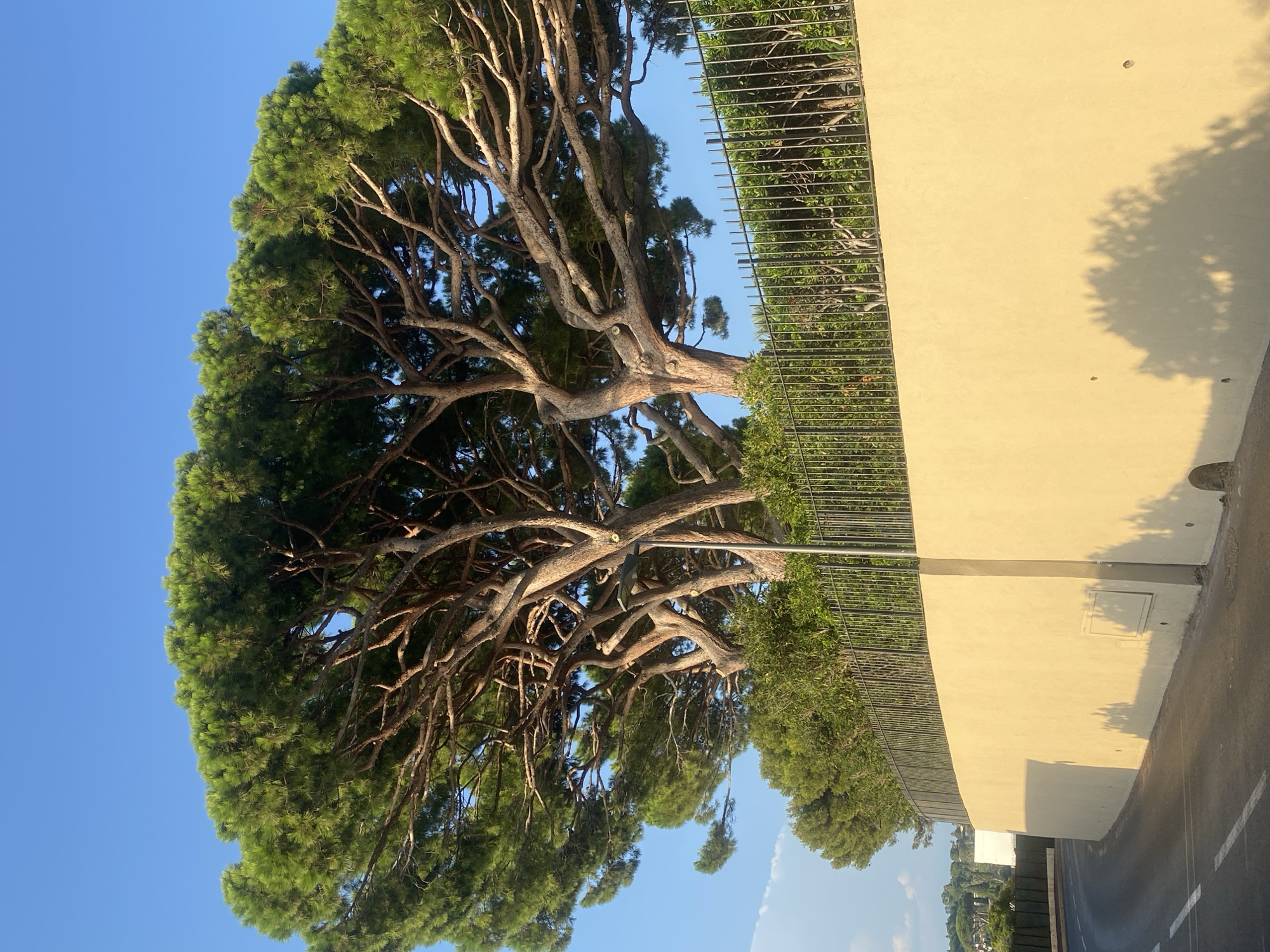 The image shows a street scene in Antibes, France, with a large pine tree prominently featured. The tree has a wide canopy of green foliage supported by thick, gnarled branches. Behind the tree, a black metal fence runs along the top of a light yellow stucco wall. The wall curves to the left, following the edge of a paved road with white lane markings. The sky is clear and blue, suggesting a sunny day. The sun casts shadows of the tree onto the wall. In the distance, more greenery and buildings are visible. A street light is attached to one of the tree trunks.