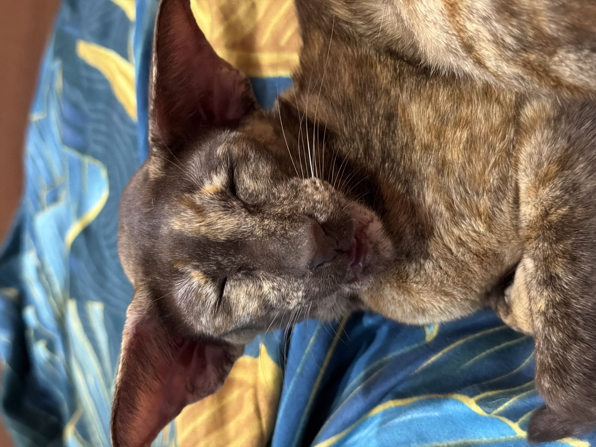 A close-up, eye-level shot features a brindle cat sleeping on blue and yellow patterned fabric. The cat's head is oriented towards the left, with its eyes closed and ears visible. Its coat is a mix of brown and gray, and its whiskers are prominent. The fabric beneath the cat is a blend of blue and yellow with a leaf-like pattern. The location and city of Chaikovsky, Russia, cannot be determined from the image.