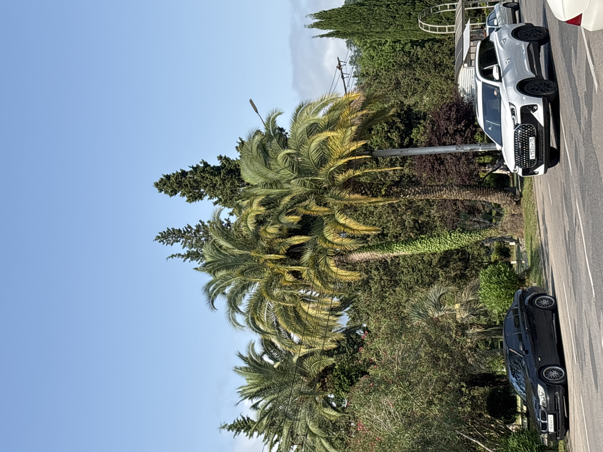 A street scene in a city shows several cars and lush greenery. In the foreground, a black sedan is parked on the side of the road. To its right, a white SUV is driving on the road. Palm trees and other trees line the street, creating a verdant backdrop. The sky above is clear and blue. The scene appears to be captured on a sunny day, likely in a warm climate.