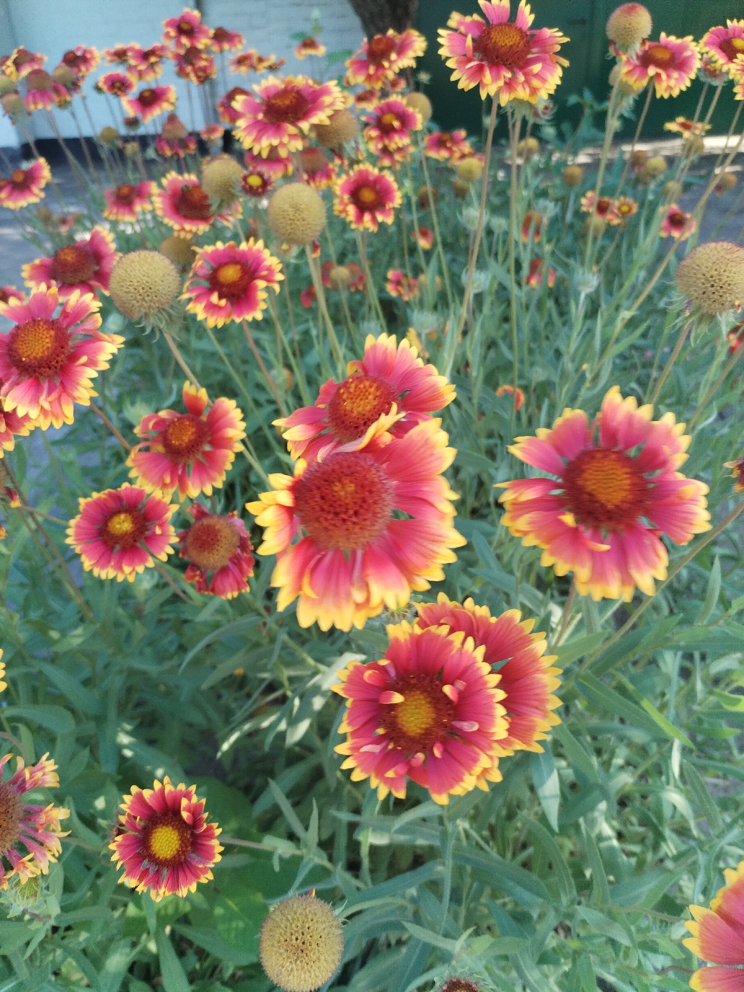 A vertical, medium-shot photograph captures a dense cluster of Gaillardia flowers, commonly known as Blanket Flowers, in full bloom. The flowers exhibit a striking bicolor pattern, with deep crimson-red petals edged in vibrant yellow. Their centers are a darker reddish-brown and are surrounded by numerous thin, ray-like florets. Some flowers are in full bloom, displaying their full glory, while others are still in bud or have finished blooming, appearing as fuzzy, dried seed heads. The flowers are supported by slender, green stems that rise from a lush bed of green foliage. The background is a soft blur of green leaves and stems, with hints of a pale blue, possibly sky or a structure, in the upper left corner. The lighting suggests it is daytime, casting soft shadows and highlighting the rich colors of the flowers. The scene is devoid of any people or animals. The image is focused on the floral display, creating a sense of natural beauty and abundance. The location is Unknown, Unknown.