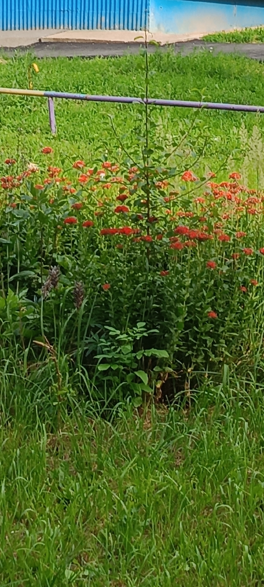 The image shows a vibrant green lawn in front of a building with a blue, ribbed facade. A low, purple and yellow striped railing runs horizontally across the middle of the frame, separating the lawn from the flower bed. A small tree with green leaves stands in the center of the flower bed, surrounded by numerous small red flowers. The grass in the foreground is lush and green, and there are some brown, dried stalks of grass visible. In the background, the blue building appears to be a school or public facility, possibly located in Cheboksary, Russia, as indicated by the provided context. The scene appears to be a well-maintained outdoor area, likely part of a park or school grounds. There are no people or animals visible in the image.