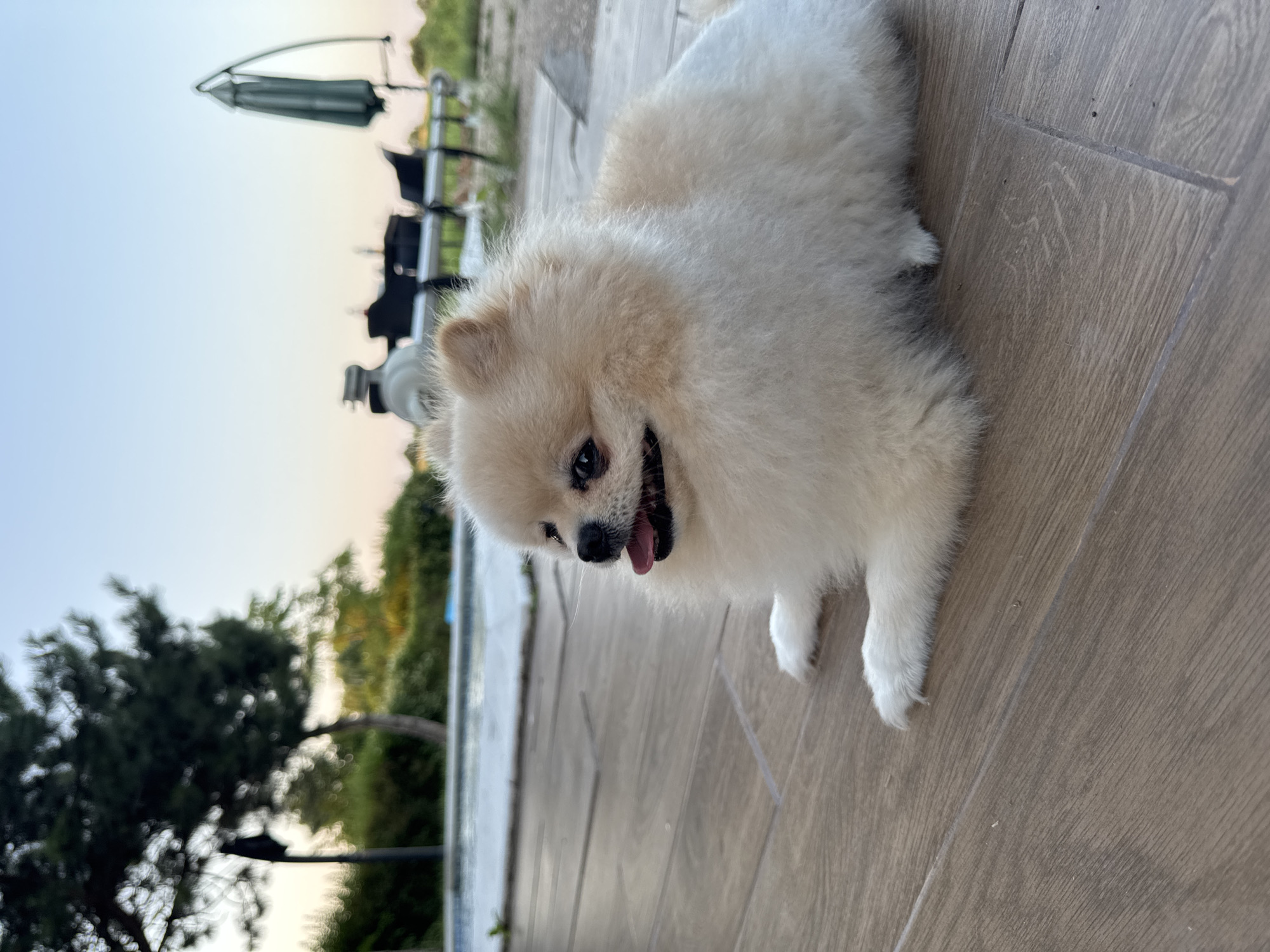 A pomeranian dog is lying on a wooden deck. The dog is light cream colored with a fluffy coat. It is looking to its left with its tongue slightly out. In the background, there is a swimming pool, trees, outdoor furniture, and a closed umbrella. The sky is a pale blue with a hint of pink. The scene appears to be outdoors, possibly in a backyard or patio area.
