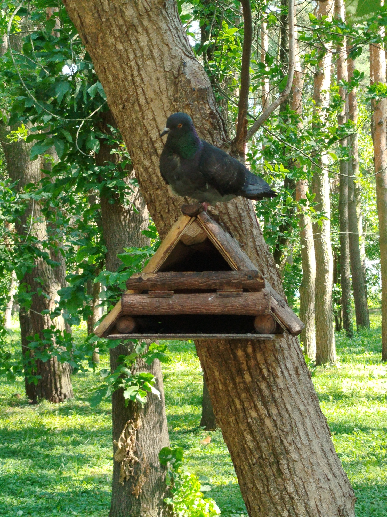 In an outdoor, wooded area, a pigeon is perched on a handmade wooden bird feeder attached to a tree. The feeder is triangular in shape and constructed from rough-hewn logs. The pigeon, a common urban bird, is dark gray with iridescent green and purple markings on its neck. It is facing to the left, with its beak slightly open. The tree trunk is rough and textured, with visible bark. The background consists of more trees, with sunlight filtering through their leaves, casting dappled shadows on the grassy ground. The overall scene depicts a natural setting within a park or wooded urban environment.