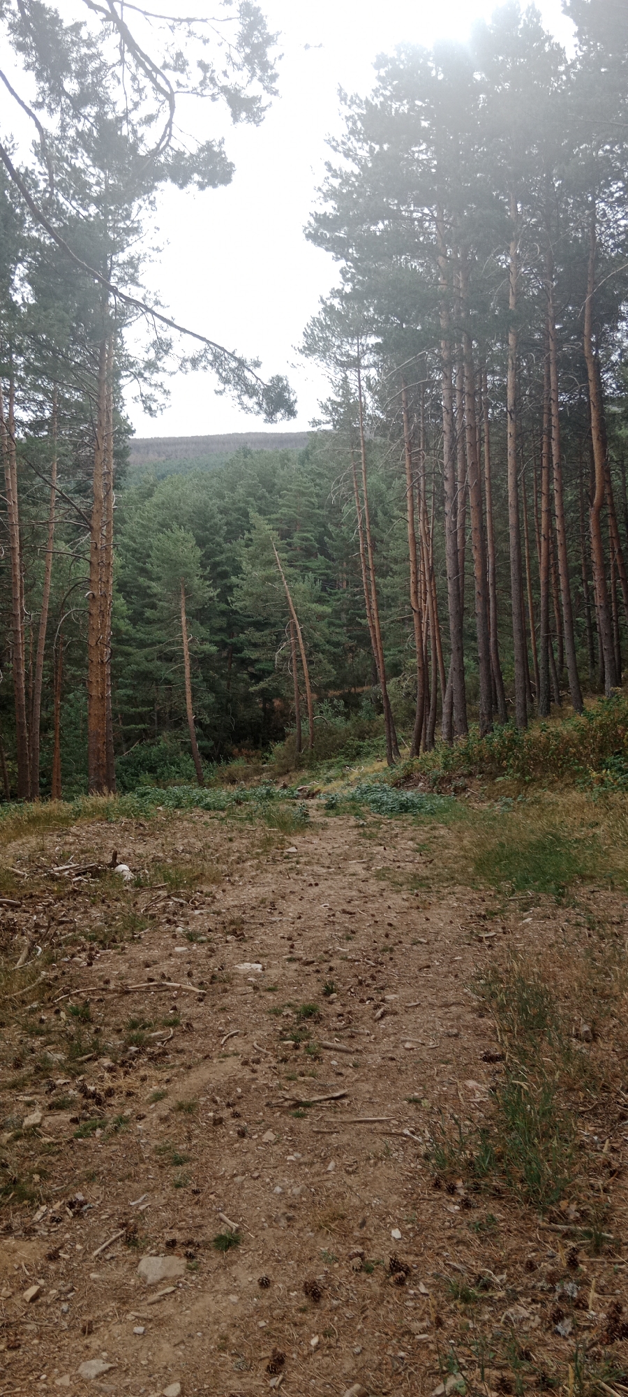 The image shows a dirt path leading through a forest with tall pine trees. The path is covered with pinecones and dry pine needles. The trees are dense and form a canopy overhead, with some sunlight filtering through the fog. In the background, a hillside covered in evergreen trees is visible. The scene appears to be located in a natural, outdoor environment. The location is identified as being in Cerezo de Arriba, Spain, a municipality in the province of Segovia. There are no people or animals visible in the image.
