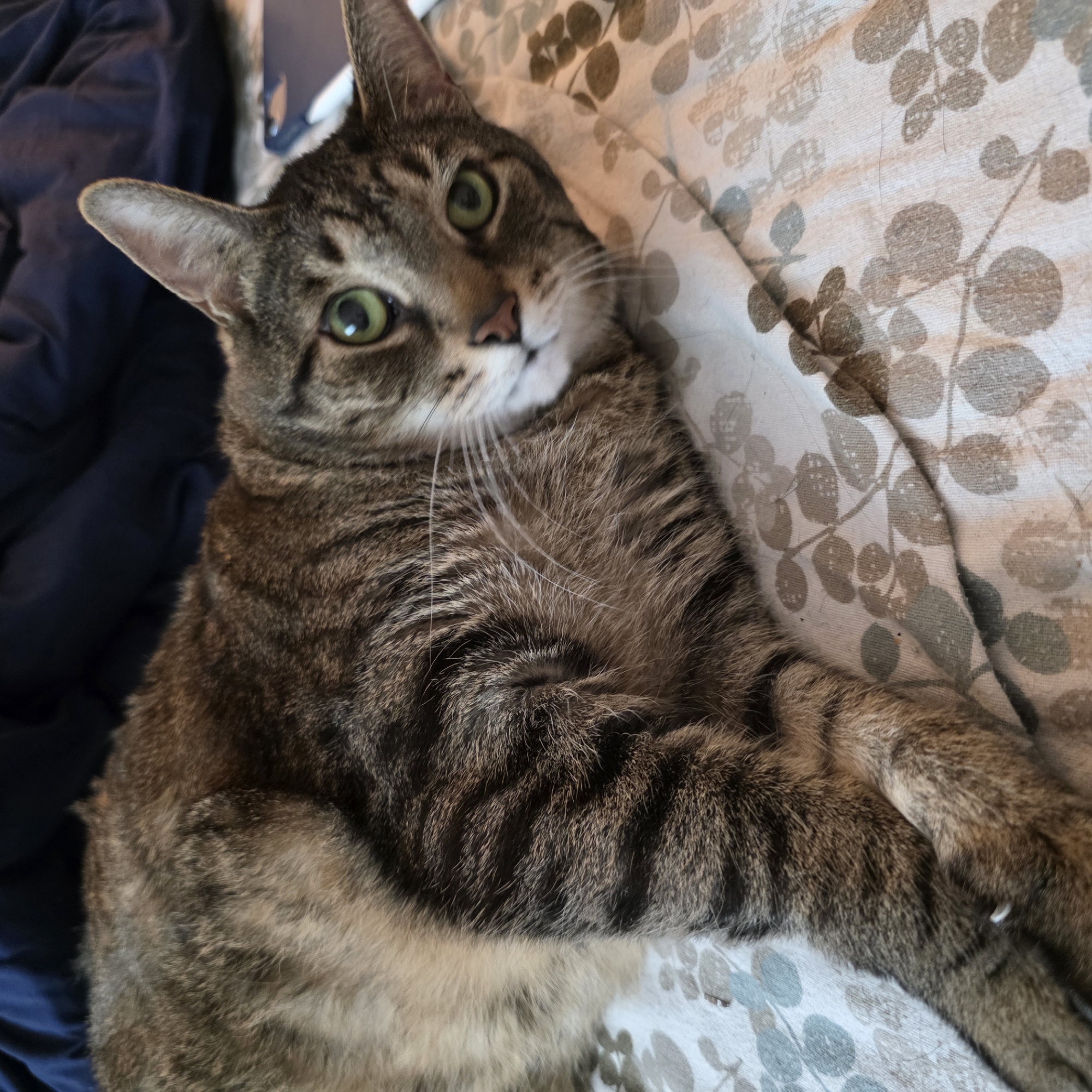 A tabby cat with green eyes lies on a white, floral-patterned blanket, with a dark blue comforter in the background. The cat's fur is striped with shades of brown, black, and tan. The cat's left front paw is visible, resting on the blanket. The image is a close-up shot, focusing on the cat's face and upper body. The lighting is soft and natural, suggesting an indoor setting. There are no people or other animals visible in the image. The location is not specified in the image, and therefore cannot be provided.
