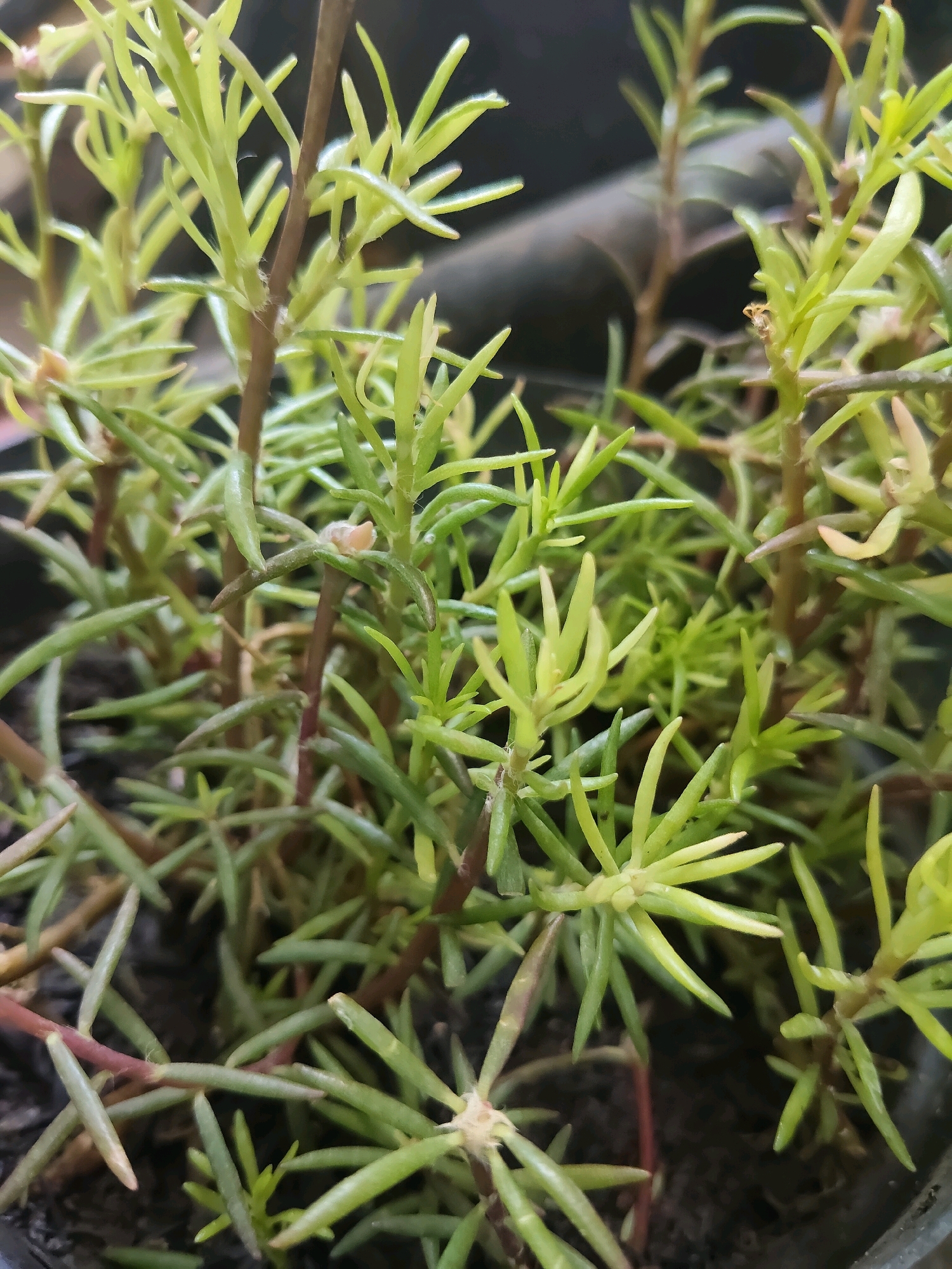 The image shows a close-up view of a small plant with thin, needle-like green leaves and reddish-brown stems. The plant is in a dark pot filled with soil, and it appears to be a succulent or similar type of plant. The lighting suggests it is outdoors, likely in natural daylight. The background is blurred, showing a dark, amorphous shape that could be another object or a shadow. There are no people or animals visible in the image. This plant is likely located in a residential area in Kupang, Indonesia, given the typical vegetation and potting practices in the region.