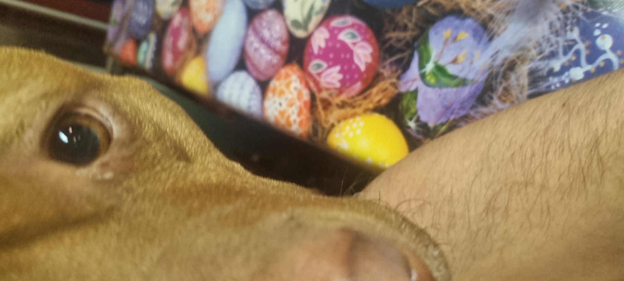 The image shows a close-up of a light brown dog's head, primarily focusing on its eye and snout. An arm with fine, light-colored hair is also visible. In the background, there is a blurred image of colorful Easter eggs. The location is not specified.