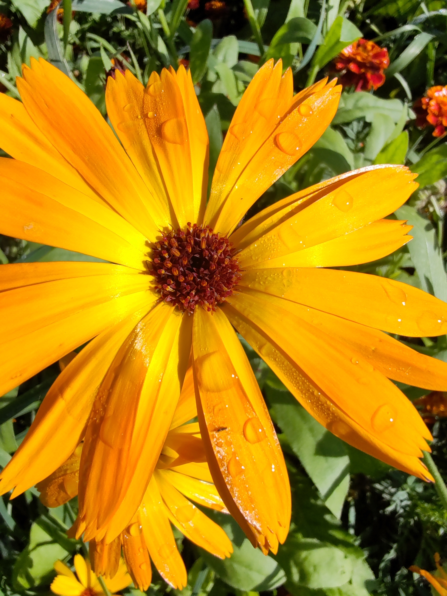 This is a close-up, high-angle photograph of a vibrant orange calendula flower with water droplets on its petals. The flower is in focus, filling the majority of the frame, and its petals are arranged in a radial pattern around a dark, textured center. The background consists of green foliage and other blurred orange flowers, suggesting a garden setting. The lighting is bright and natural, creating highlights on the water droplets and enhancing the color saturation of the flower. There are no people or identifiable landmarks visible. The image appears to have been taken outdoors in the city of Chukhloma, Russia, likely during daylight hours.
