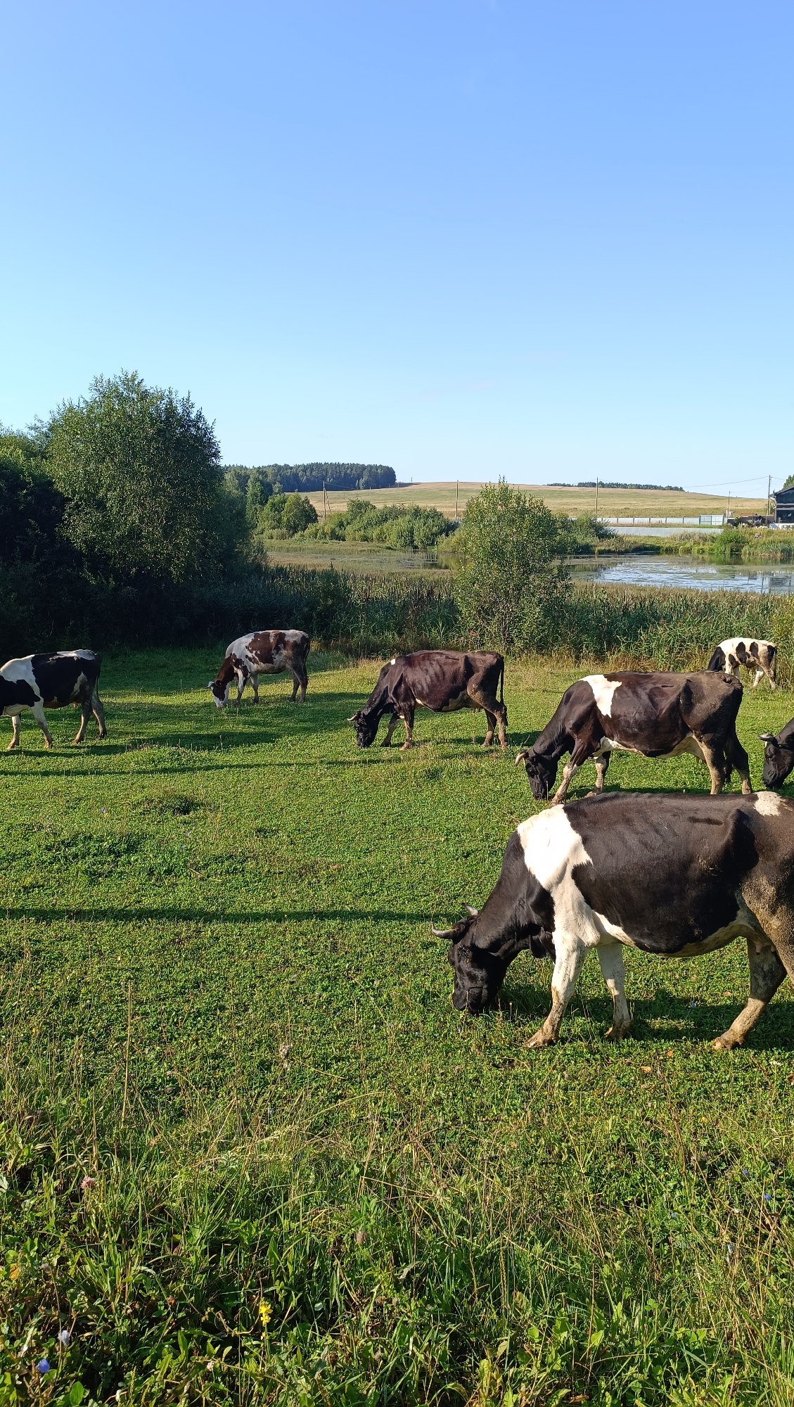 In a rural landscape, several cows graze in a lush green pasture under a clear blue sky. The cows are predominantly black and white or brown and white, with varying markings. Some are actively grazing, while others are standing or walking. The pasture is bordered by trees on the left and a body of water, possibly a pond or lake, with reeds and vegetation on the right. In the background, rolling hills and fields stretch towards the horizon, with a few structures visible in the distance. The overall scene depicts a peaceful, pastoral setting. This scene is not located in the city of Karsha, Russia; it is a generic rural landscape.