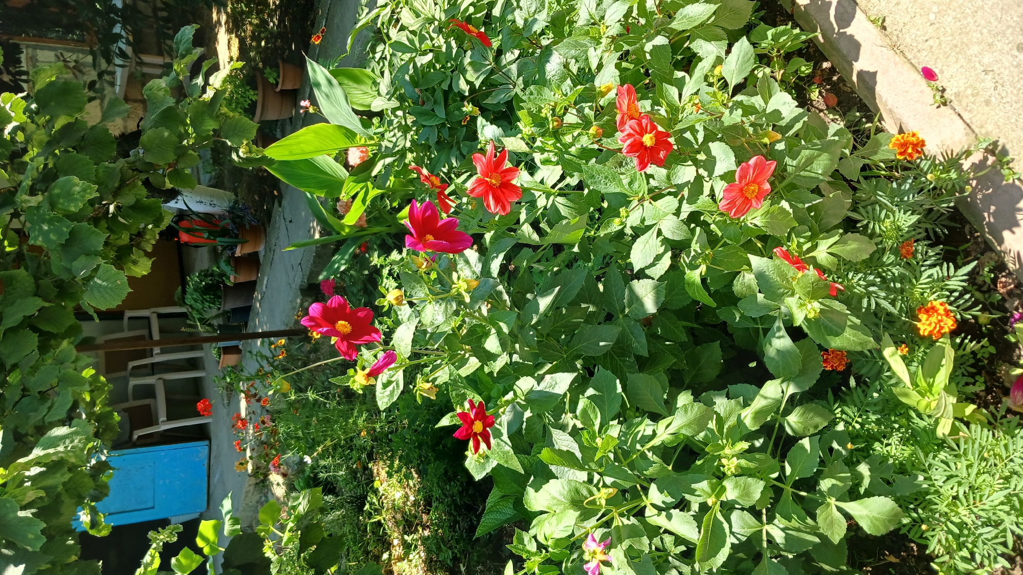 In Yalama, Azerbaijan, a vibrant garden scene unfolds under dappled sunlight, viewed from a low angle. The foreground is dominated by a dense cluster of lush green foliage, interspersed with numerous red and orange flowers. Among these are striking red dahlias with yellow centers, their petals unfurling outwards, and smaller, bright orange marigolds. Several buds are visible, hinting at future blooms.
Behind the flowers, a concrete pathway runs diagonally from the lower right corner, disappearing into the background. To the left of the pathway, more greenery and a few scattered pink and yellow flowers can be seen.
In the middle ground, a line of potted plants adds structure to the garden. These terracotta pots contain various green plants, some appearing fuller than others. Beyond the pots, a light-colored concrete wall forms the base of a building. To the left, a bright blue door is partially visible, leaning against the wall. In front of the wall and behind the potted plants, several white chairs are arranged, suggesting an outdoor seating area.
The background is further obscured by the dense canopy of leafy green trees, their branches creating a natural overhead covering that filters the sunlight, casting shadows on the scene below. The overall impression is one of a well-tended, slightly overgrown garden space, a serene corner of Yalama bathed in the warm glow of the sun.