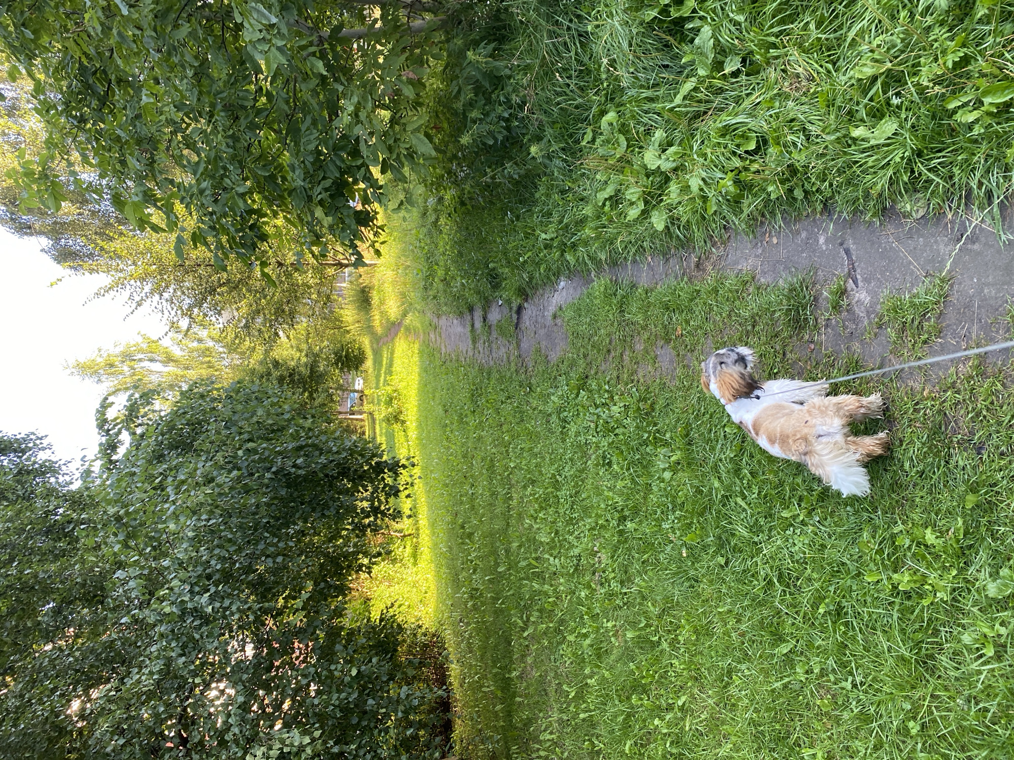 In Kaliningrad, Russia, a small dog with white and brown fur, possibly a Shih Tzu or similar breed, stands on a narrow dirt path beside a grassy area. The dog is on a leash, which extends out of frame to the right. The path winds through a park-like setting with lush green grass and various trees. Sunlight filters through the leaves, casting dappled shadows on the ground. The trees on the left are denser and appear to be larger, while trees on the right are more spaced out. The sky is bright and appears to be overcast or nearing sunset. The overall scene suggests a peaceful outdoor walk in a natural environment within the city.