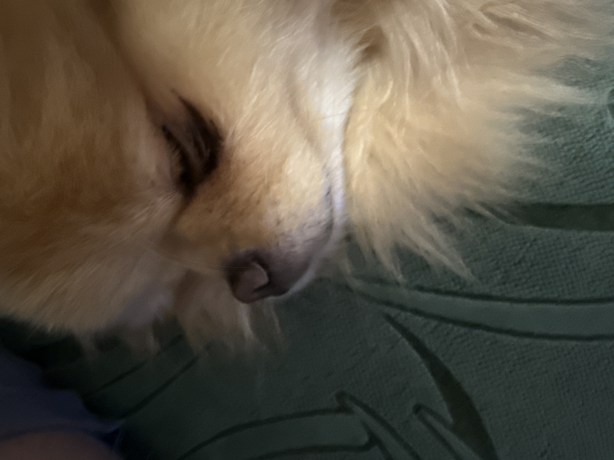 The image is a close-up, low-angle shot of a Pomeranian dog sleeping. The dog's fur is a light tan color, and its eyes are closed. It is resting on a textured green surface, possibly a blanket or cushion. The lighting is dim, casting shadows on the dog's face and the surface it is lying on. The background is blurred and out of focus, with dark and blue tones visible. The location is not specified.
