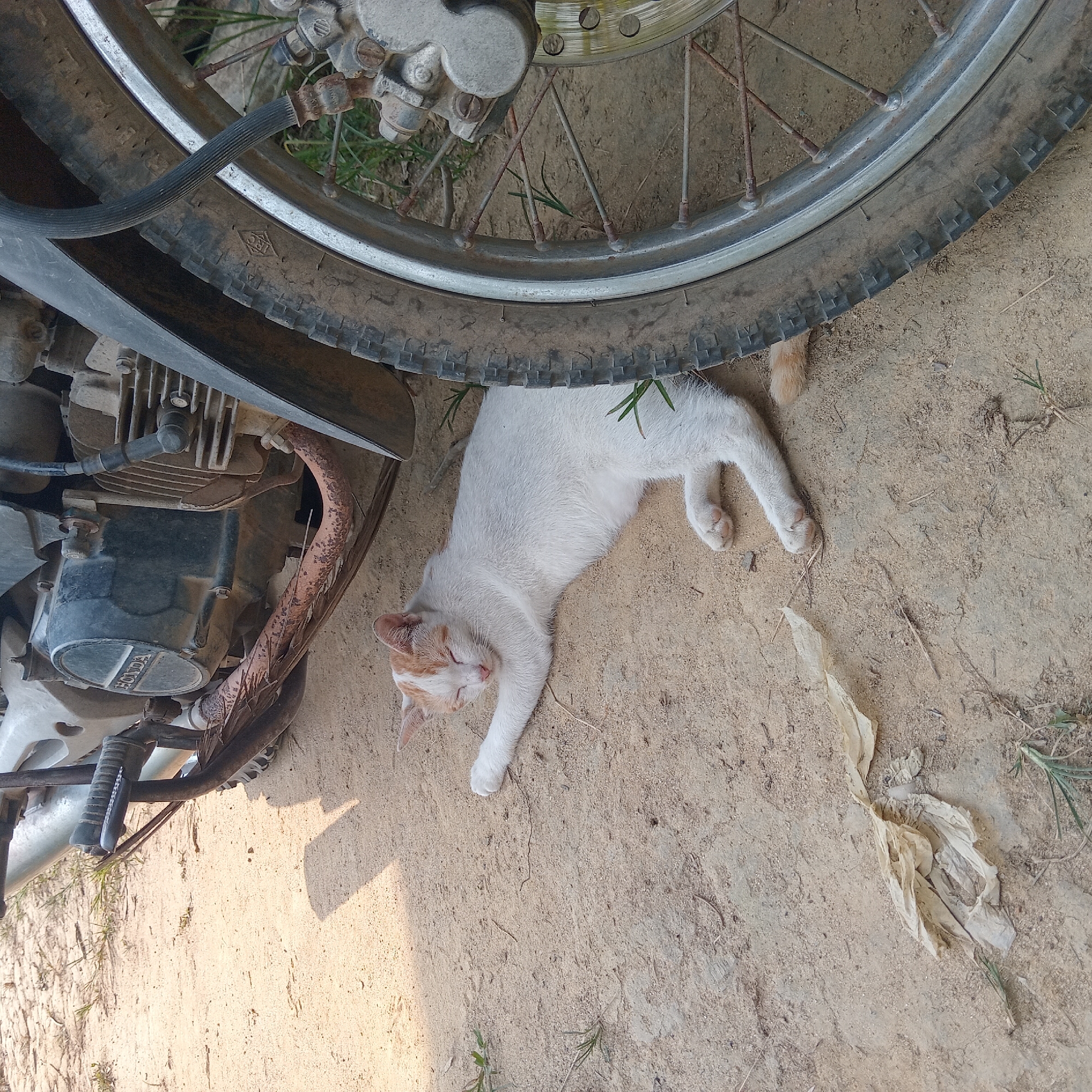 In Batin, Indonesia, a white cat with orange markings is sleeping on sandy ground next to a motorcycle. The cat is lying on its side with its eyes closed and its paws extended. The motorcycle appears to be parked, with its rear wheel and engine visible in the frame. The ground is covered in loose sand and scattered dry leaves and twigs. The lighting suggests it is daytime, with a shadow cast by the motorcycle onto the ground.