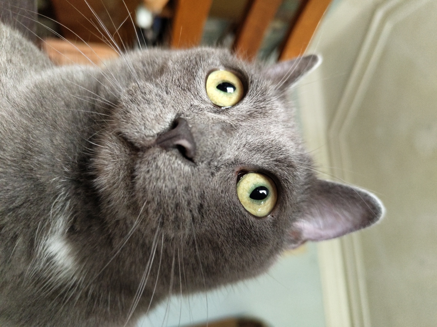 An extreme close-up shot captures the face of a gray cat from a low angle, as if the cat is looking directly at the camera. The cat's eyes are wide open and a striking yellow-green, with black pupils. Its fur is short and dense, with some lighter gray patches on its chest. The cat's nose is dark and appears wet. The background is blurred, showing hints of a light-colored ceiling with crown molding and vertical wooden structures, possibly furniture. The lighting is soft and natural, illuminating the cat's face and emphasizing the detail of its fur and eyes. The overall impression is one of curiosity and direct engagement with the viewer. The image is devoid of any specific urban or geographical context, making its location in "Unknown, Unknown" accurate.