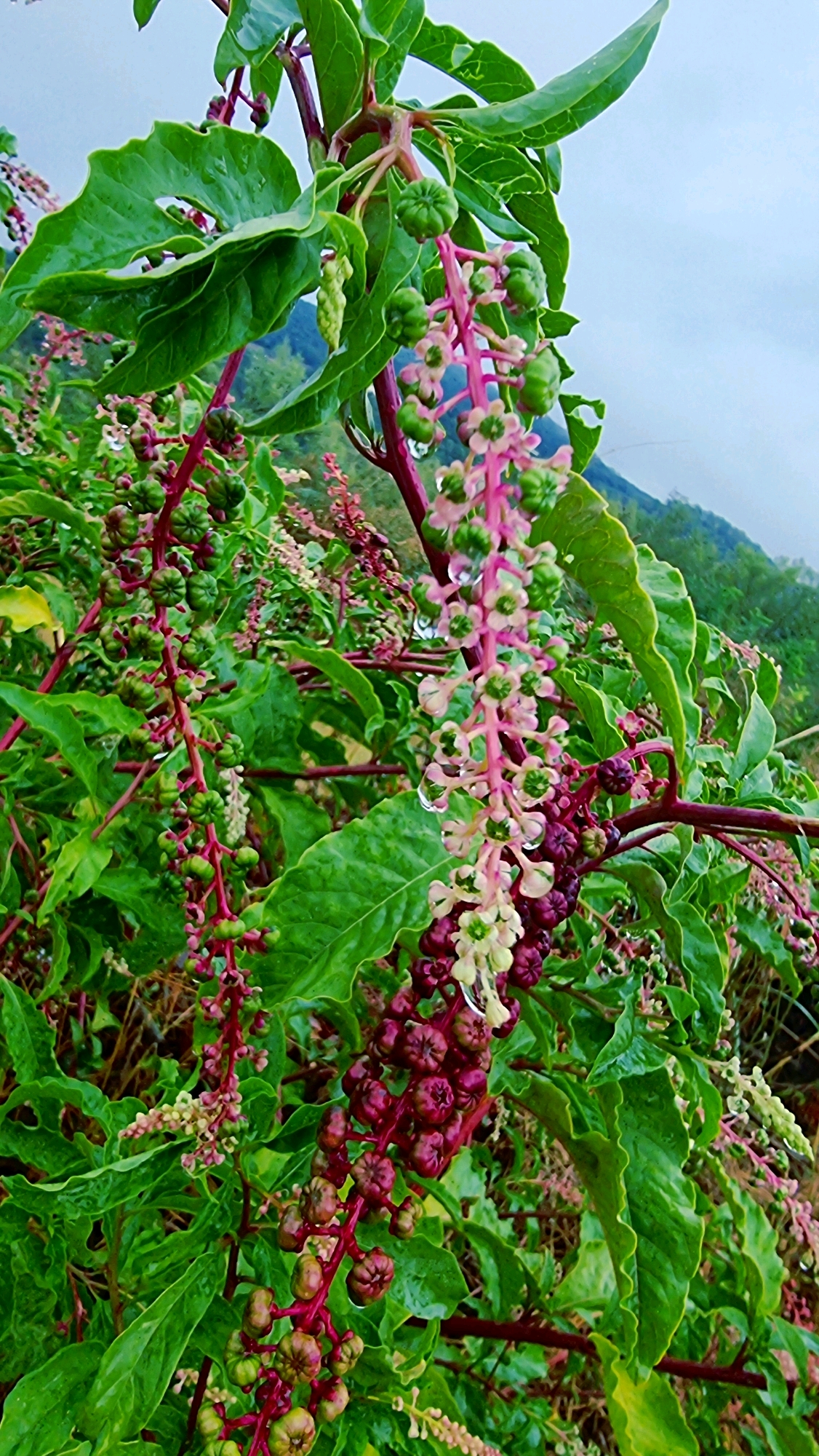 This image is a close-up photograph of a plant with clusters of pink and green flowers, and developing deep purple berries. The plant has large, green, somewhat wavy leaves. Water droplets are visible on some of the petals and leaves. The background is slightly blurred, showing a hillside with more greenery and a cloudy sky. The scene appears to be outdoors, possibly in a natural or garden setting, under overcast conditions. The image does not contain any people or any specific landmarks that would indicate a precise location within Olot, Spain.