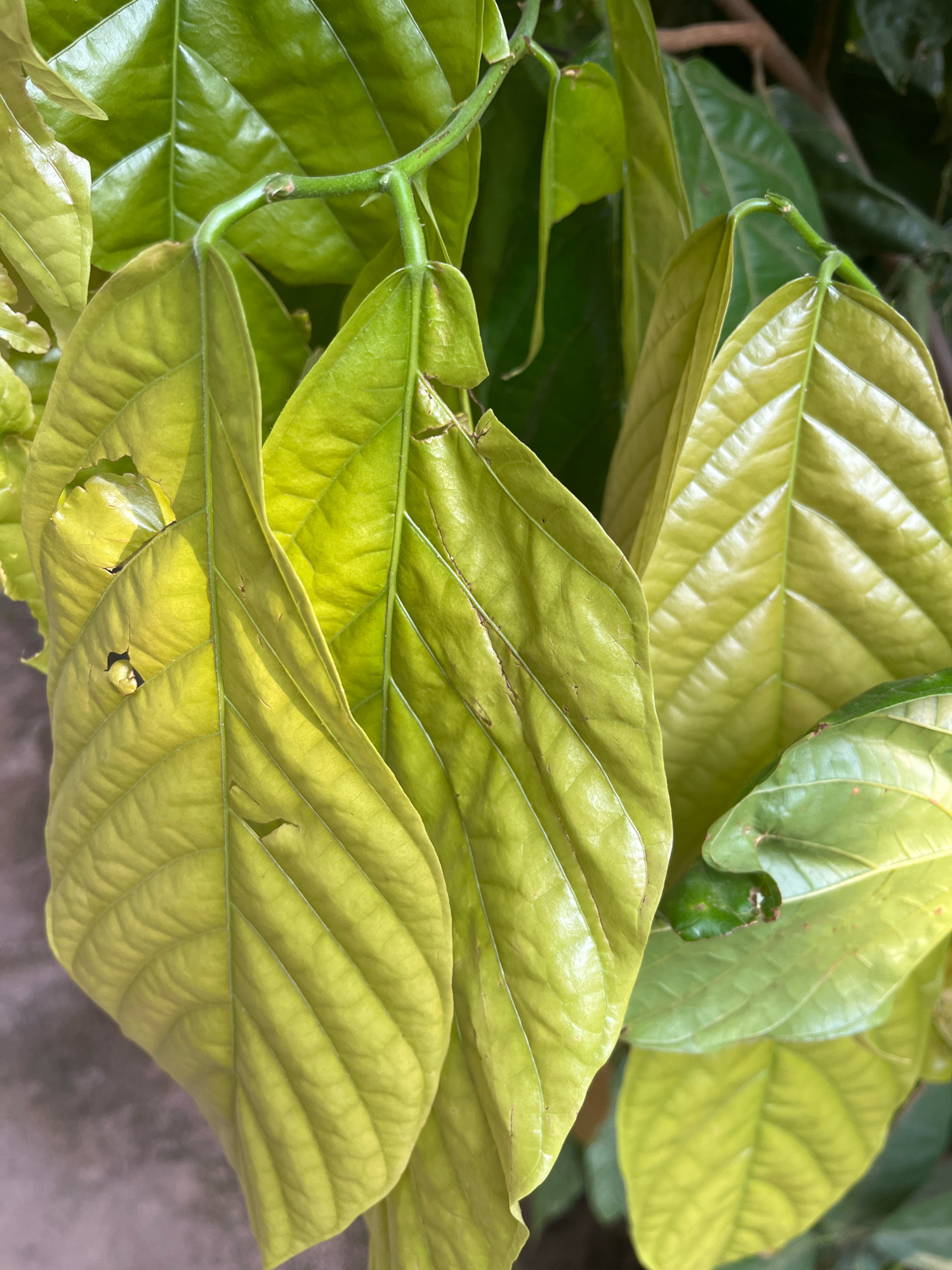 The image displays a close-up view of several large, light green leaves on a plant. The leaves are arranged in clusters and appear to be either young or a specific variety with a yellowish-green hue. Some of the leaves show minor imperfections, such as small holes or browning edges. The background is out of focus, but suggests a natural outdoor setting with hints of darker green foliage and a muted, possibly concrete, surface. The lighting indicates it is daytime, with shadows and highlights visible on the leaves, suggesting sunlight is filtering through. No people or specific landmarks of Kebumen, Indonesia are visible.