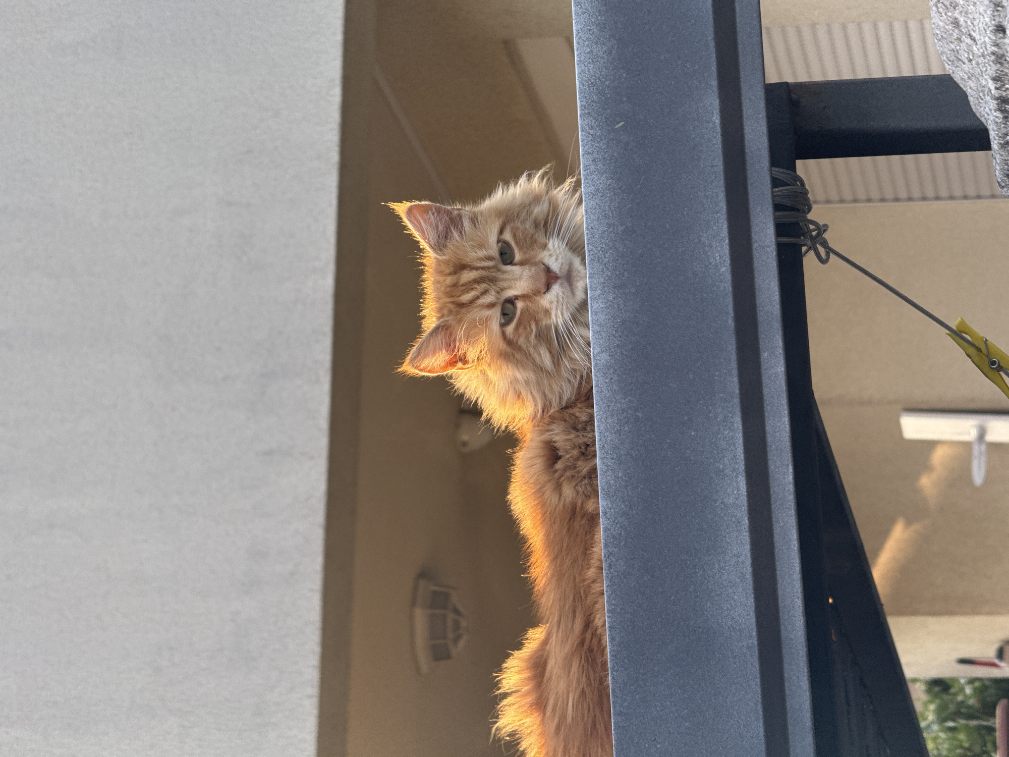 A medium-shot, eye-level photograph captures an orange cat peering from behind a gray vertical metal structure. The cat has long fur and a quizzical expression, bathed in warm, golden sunlight. The background reveals elements of a building exterior, including a white wall on the left and a wall with what appears to be a light fixture. Behind the metal structure, laundry drying lines and a clothespin are visible. The location is likely outside or on a balcony or patio, but there's insufficient information to pinpoint the exact location within Podgorica, Montenegro.