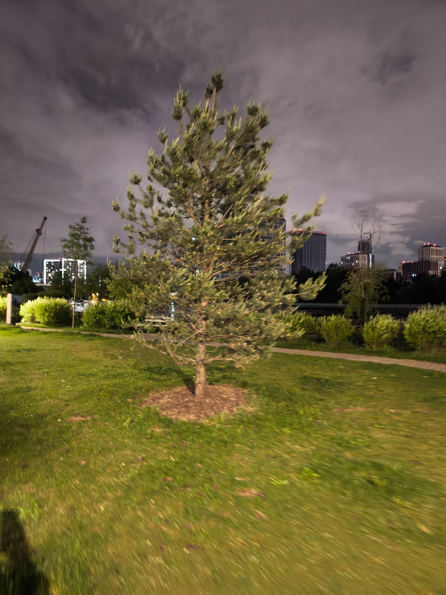 The image shows a park setting at night. The primary focus is a small evergreen tree in the middle of a grassy area. The grass appears to be well-maintained. In the background, there are visible city buildings. To the left of the evergreen tree is an overhead crane. The image was taken in Moscow, Russia.