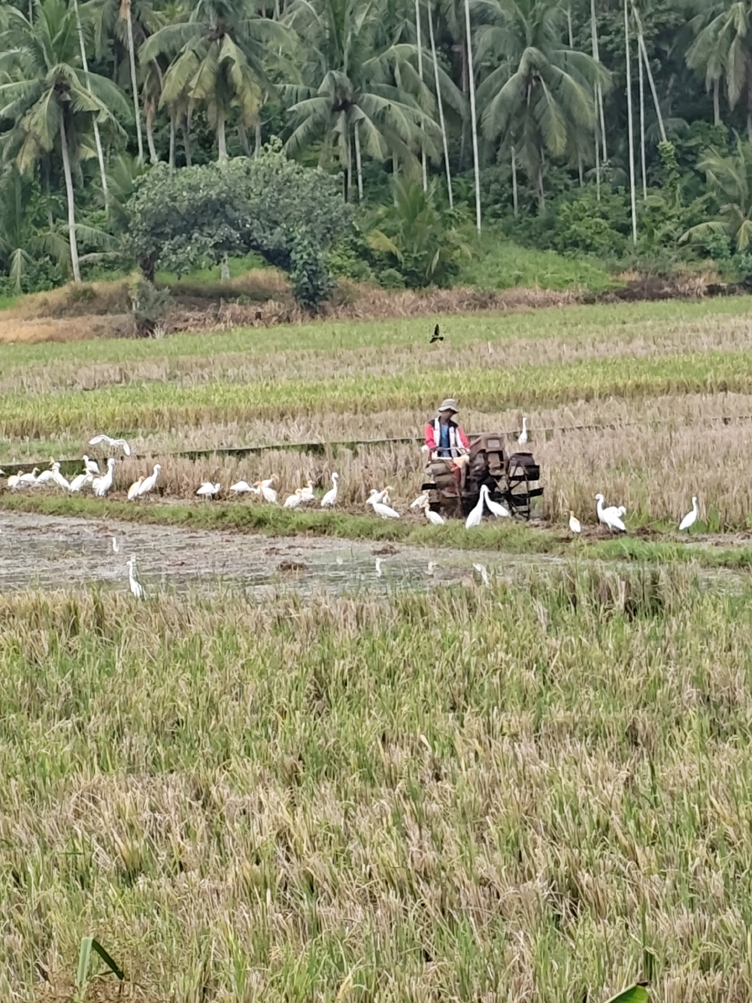 This image captures an agricultural landscape in Cotentung, Indonesia, featuring rice paddies and a tropical forest. In the background, a dense, verdant tropical forest is dominated by numerous tall palm trees with visible trunks and fronds, interspersed with other green foliage.
The mid-ground and foreground comprise extensive rice paddies, displaying variations in growth and harvesting stages; some sections are light brown/yellow with stubble, indicating recent harvest, while others are greener, suggesting new growth or earlier cultivation. A prominent raised earth mound with a small, bushy green tree separates the forest from the cultivated area.
In the mid-ground, an individual wearing a broad-brimmed hat, a red long-sleeved shirt, and blue trousers is seated on and operating a two-wheeled agricultural power tiller (hand tractor). The machine features large, lugged wheels suitable for wet, muddy terrain, and the operator appears to be actively tilling a section of the paddy.
Numerous white egrets or similar wading birds are present throughout the scene. A large cluster of these birds is on the ground immediately surrounding the operating power tiller, foraging for insects or other organisms disturbed by the tilling. More egrets are scattered across other sections of the rice paddies, some standing in wet areas. One bird is captured in flight in the upper mid-ground, silhouetted against the green background. Patches of standing water are visible in the tilled and untracked sections of the paddy, reflecting the sky.