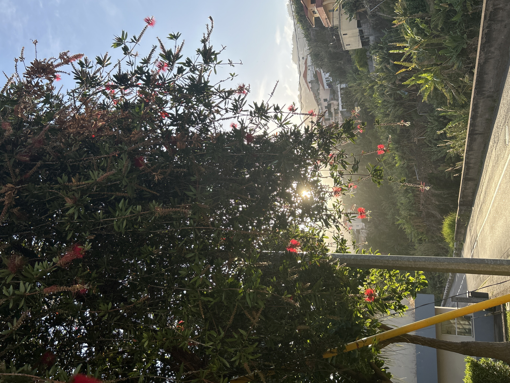 The image depicts a street scene in Câmara de Lobos, Portugal. In the foreground, a bottle brush tree with red flowers is partially obscuring the view. The sun is shining through the leaves of the tree. Behind the tree, there is a street and some buildings. The buildings are white with red tile roofs. There is a hillside covered in trees and vegetation to the right of the buildings. A yellow and silver pole is also in the foreground.