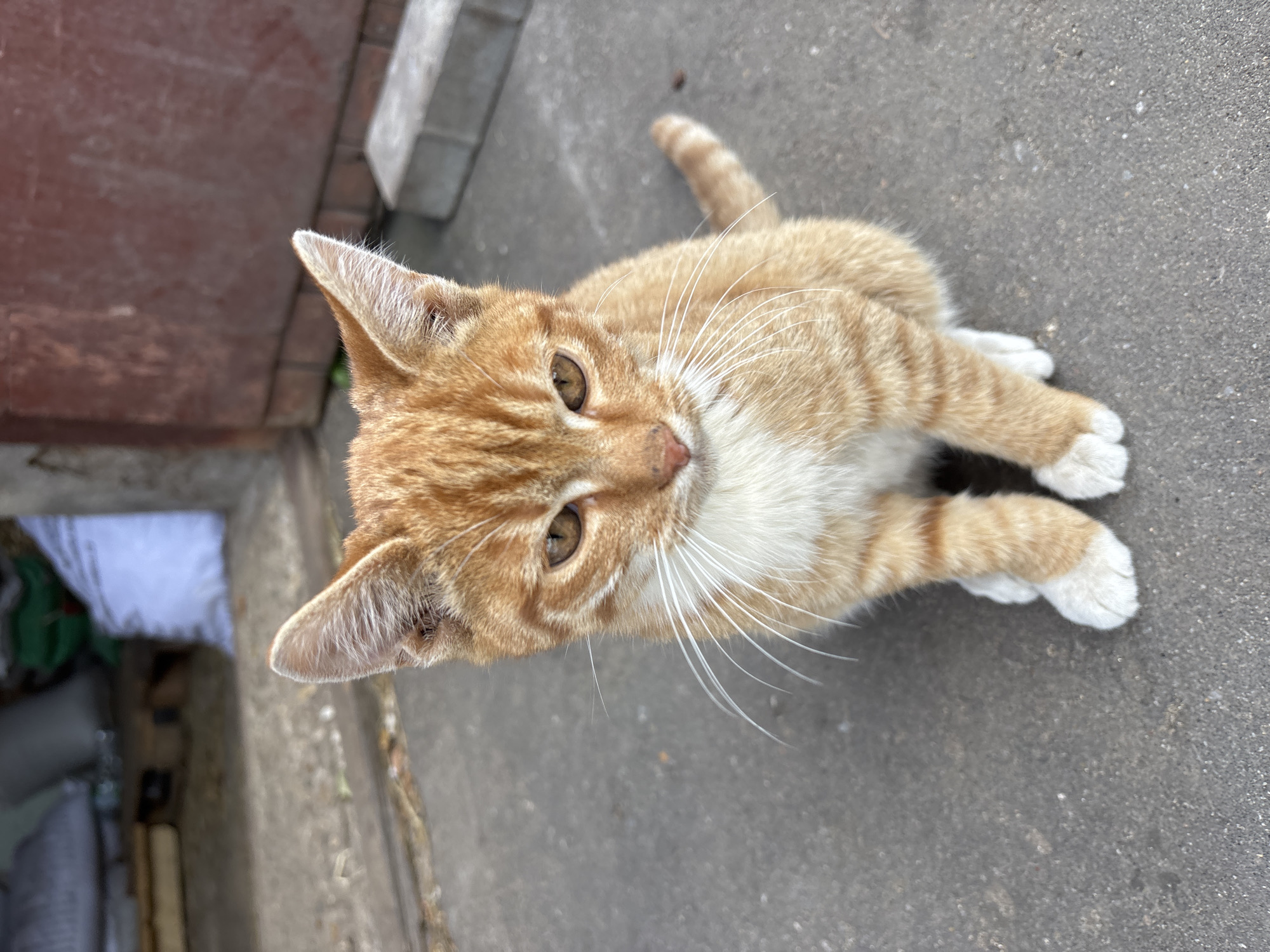 A ginger and white kitten is sitting on a concrete surface outdoors. The kitten is facing the camera, with its head tilted slightly down. The background shows a building with a red brick base and a reddish-brown upper wall. To the left, there are some white and green bags on a wooden pallet, and what appears to be a concrete doorway or entrance. The kitten has distinct orange stripes on its fur, white paws, and white chest and chin. Its eyes are golden-brown, and its whiskers are prominent and white. The scene appears to be an outdoor area near a building, potentially a residential or storage area. The lighting suggests it is daytime. The image was taken in Zvenigorod, Russia.