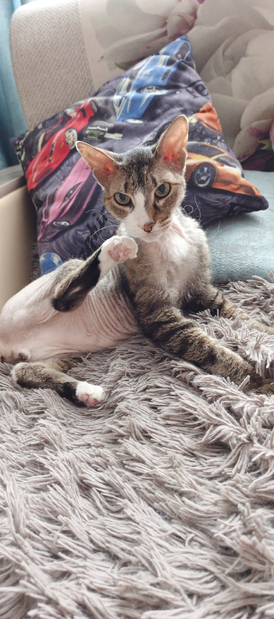 A cat with brown and white fur sits on a gray, shaggy rug. The cat is looking directly at the camera and has its right paw raised in the air. The cat's body appears shaved or partially hairless. Behind the cat is a pillow with images of race cars. The scene appears to be indoors, possibly on a couch or bed. The image was taken in a city called Chaikovsky, Russia.