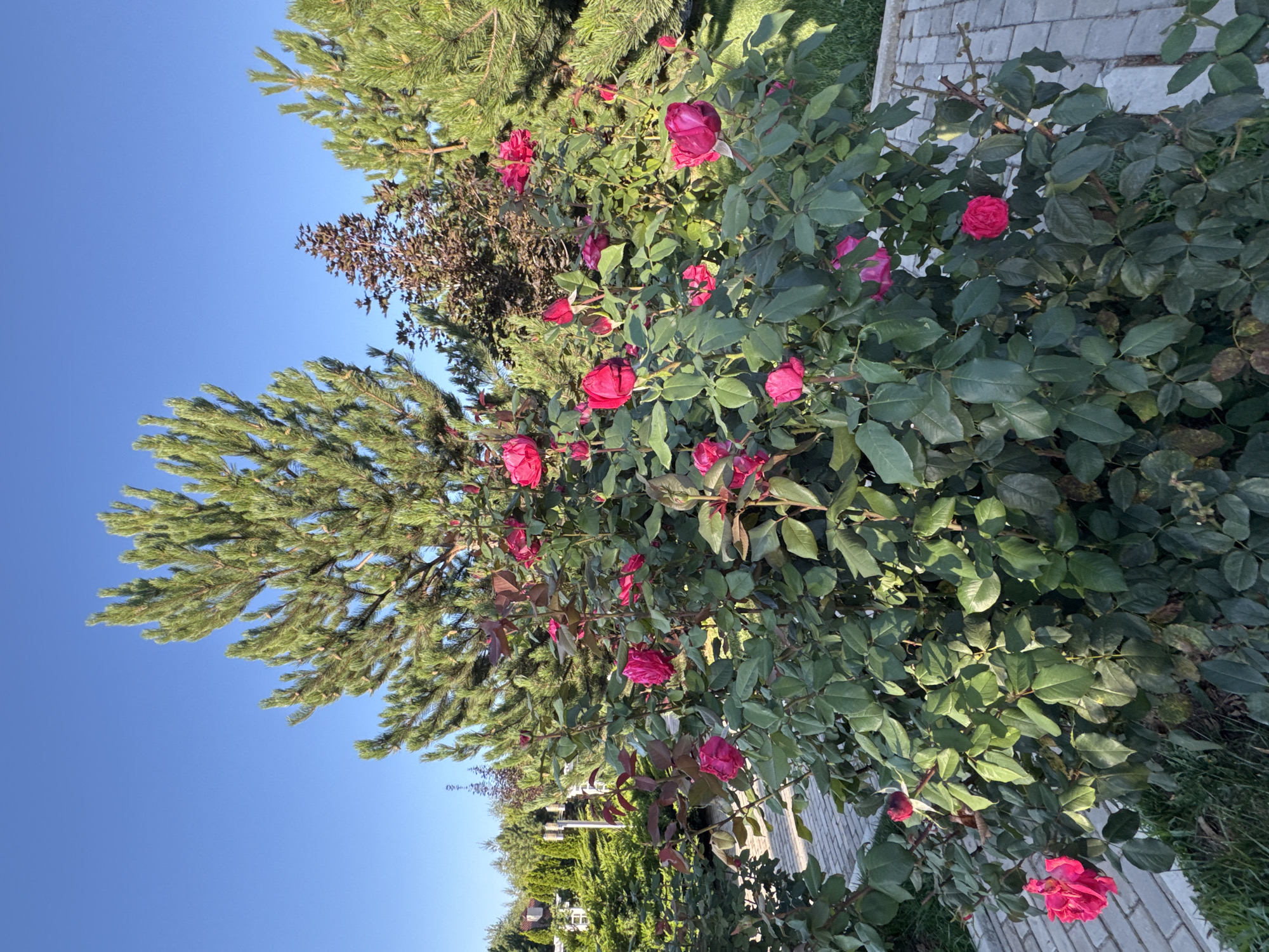 In the city of Sary-Oy, Kyrgyzstan, a vibrant rose bush with numerous bright pink blooms is showcased against a clear blue sky. The bush is lush and full of dark green leaves, with some roses in full bloom and others appearing as buds. Behind the rose bush, a tall pine tree with a dense canopy of needles dominates the upper portion of the image. To the right and center, other trees, including a darker, smaller tree with reddish-brown foliage, are visible, creating a layered effect. The foreground features a paved walkway made of light gray bricks, bordered by grass. The lighting suggests it is daytime, with sunlight casting shadows and highlighting the textures of the plants and the walkway. The scene appears to be a well-maintained garden or park area, emphasizing the natural beauty of the flora under a bright sky.