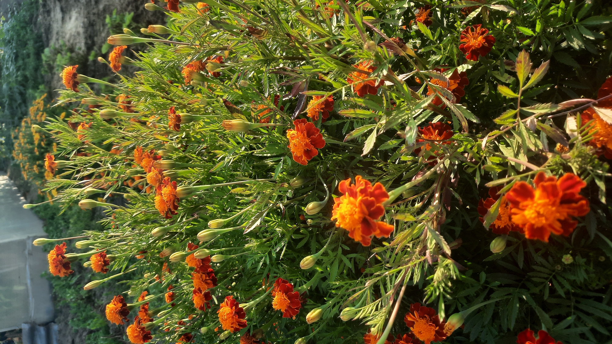 The image shows a close-up of a vibrant patch of orange and red marigolds in bloom. The flowers are densely packed, with many buds interspersed among the fully opened blossoms. The foliage is a deep green, with feathery leaves. The lighting suggests it is late afternoon or early morning, with sunlight casting a warm glow on the petals and creating some shadows within the foliage. The background is softly blurred, showing more of the flowers and some indistinct greenery, possibly a garden or park area. There are no people or animals visible in the image. The scene appears to be in an outdoor setting, likely a garden bed. The location in the city of Шклоў, Belarus is not visually indicated in the image itself.