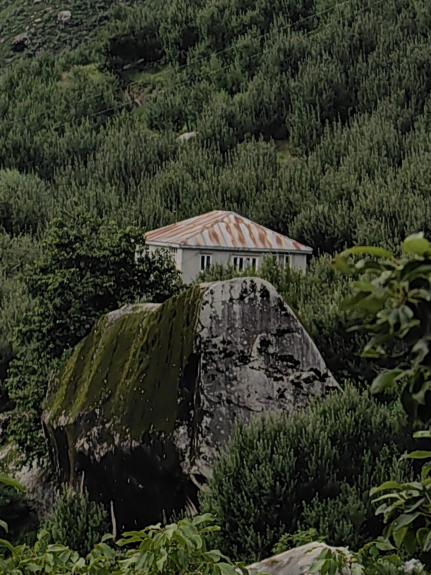 A single-story, light-colored house with a rusty, corrugated metal roof sits nestled amongst dense green foliage on a hillside. A large, moss-covered boulder occupies the foreground, partially obscuring the lower portion of the house. The surrounding environment is characterized by lush vegetation, suggesting a rural or mountainous setting. The image quality is somewhat grainy and the colors are muted, giving it a vintage or artistic feel. There are no people visible in the image. The exact location within Vashisht, India, cannot be determined from the image alone.