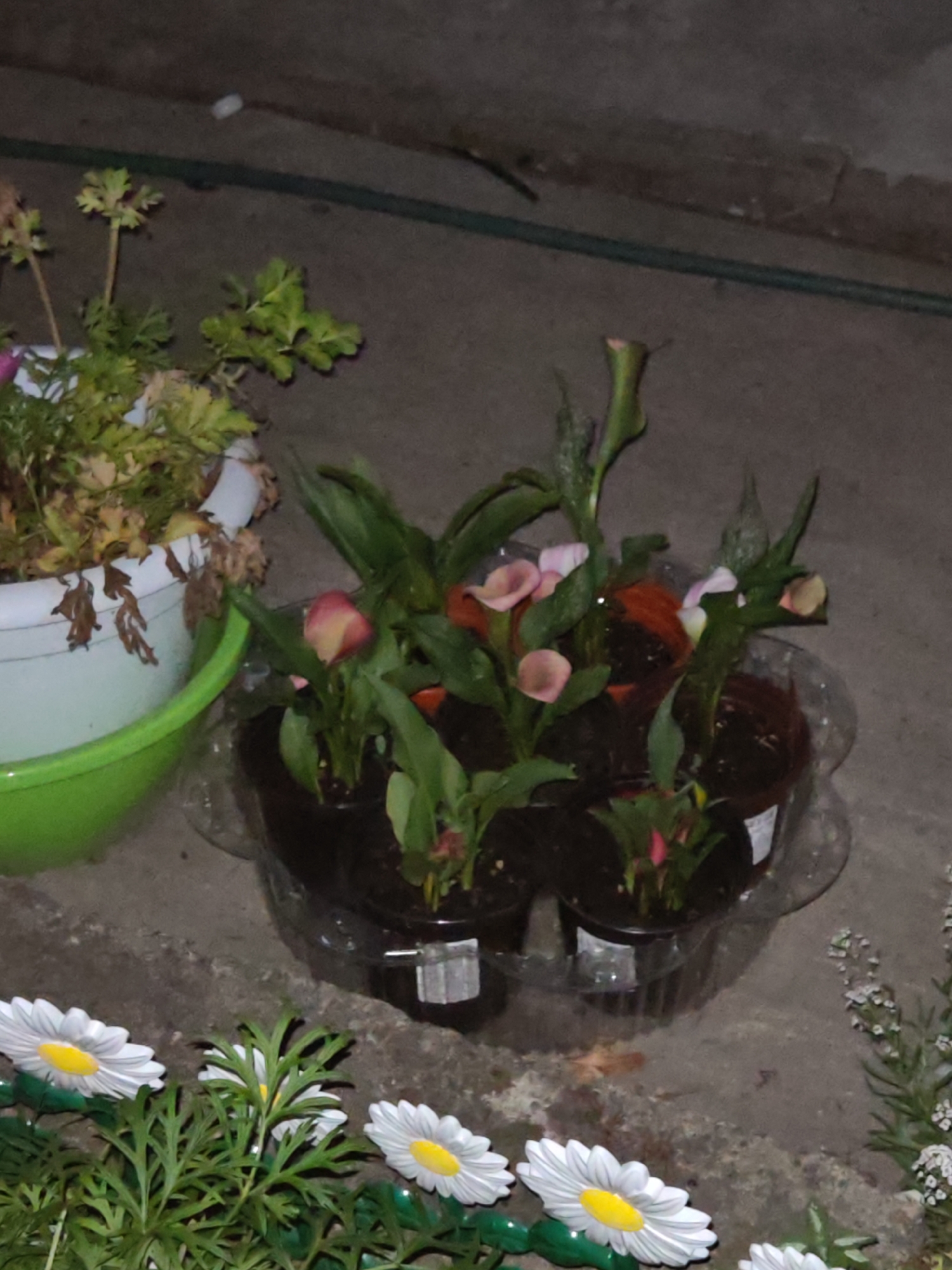The image shows a collection of potted plants, including calla lilies and what appear to be decorative artificial daisies. The calla lilies are in dark pots, some of which are placed within a larger clear plastic container. There is also a larger white pot containing a plant with dried leaves. The scene is set outdoors on a concrete surface, possibly a patio or garden area. A green hose is visible in the background, suggesting an outdoor watering system. The lighting suggests it is either early morning, late evening, or indoors with artificial light. The presence of multiple potted plants and decorative elements suggests a home garden or decorative outdoor space. No people are visible in the image.