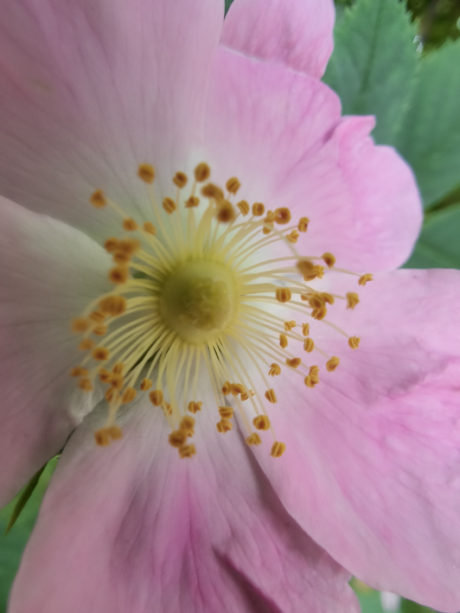 This close-up macro photograph captures the vibrant center of a single pink flower, likely a wild rose, set in the Krynychanska aglomeration, Ukraine. The image focuses intently on the flower's reproductive structures and the inner part of its petals.
Five soft pink petals are visible, fanning outwards. Their color transitions from a very pale, almost white, hue near the center to a richer, medium pink towards their outer edges. Delicate vein-like textures are discernible across the petal surfaces.
At the very core of the flower is a prominent, bright yellow-green pistil. Radiating outwards from this central pistil are numerous long, slender, pale yellow filaments, which are the stalks of the stamens. Each filament supports a small, golden-orange anther, which appears laden with pollen. These anthers form a dense, textured ring around the pistil.
The background features soft, out-of-focus green foliage, indicating an outdoor, natural setting. The lighting appears natural and soft, highlighting the intricate details and vibrant colors of the flower. The time of day is likely daytime. No people or text are visible in the image.
