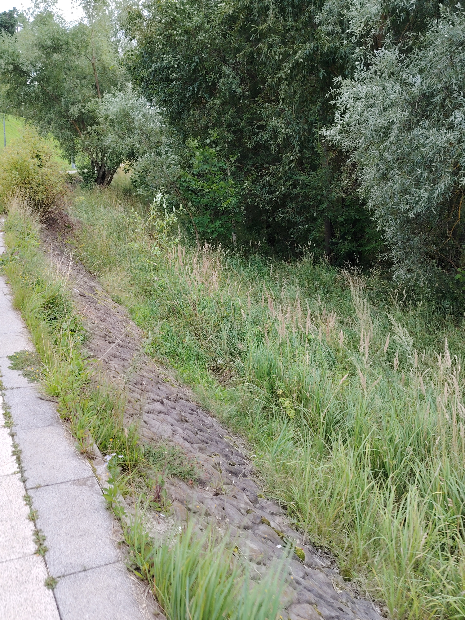 The image depicts a sloping embankment covered in tall grasses and vegetation, adjacent to a paved walkway. The embankment is constructed from irregularly shaped stones. Trees with dense foliage border the top of the embankment, with one tree exhibiting silvery-green leaves. The walkway appears to be made of grey concrete paving slabs, with some vegetation growing between them. The scene suggests a natural area within an urban environment, possibly a park or a roadside verge. The specific location in Zelenograd, Russia is not identifiable from the image alone. There are no people or animals visible in the frame.