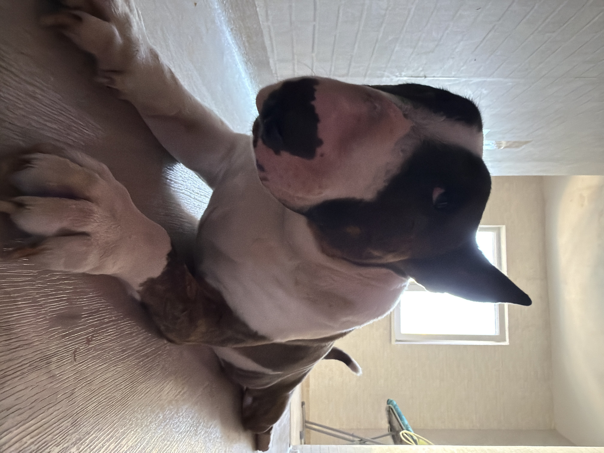 A low-angle, close-up shot features a Bull Terrier dog indoors. The dog has a mottled coat pattern of white and dark brown/black. The dog's large paws are visible in the foreground, positioned on what appears to be a light-colored floor with linear patterns. Behind the dog, there's a window that is letting in bright light. The room appears to be painted in neutral tones, possibly white or light beige. A glimpse of some furniture or equipment can be seen in the background near the window. There is no verifiable information on the precise location, particularly about Chaikovsky, Russia.