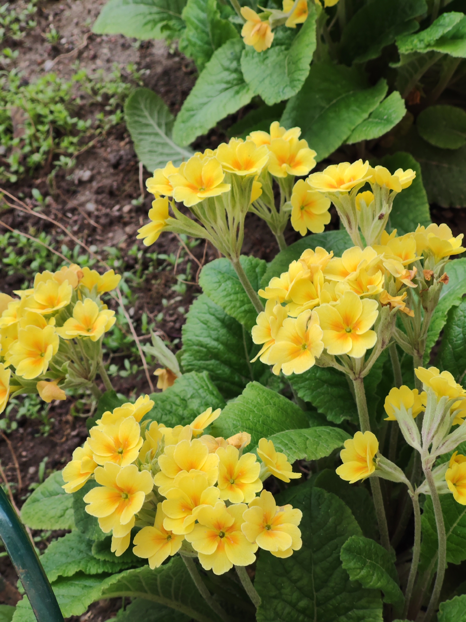 A close-up shot shows a cluster of yellow flowers with green leaves. The flowers are small and bloom in dense clusters. The leaves are large, green, and veined. The background is blurred, but appears to be soil and other greenery.