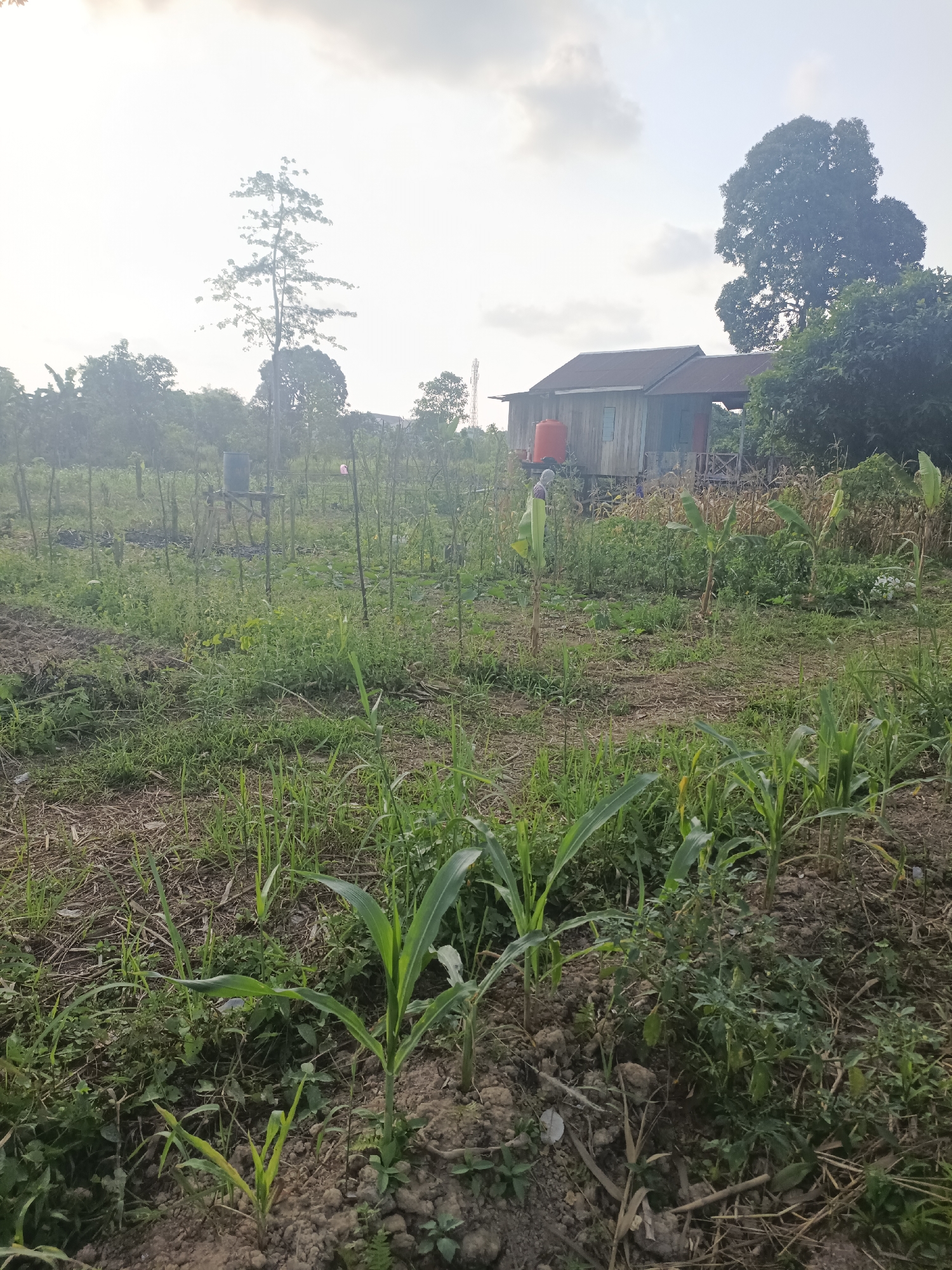 The image depicts a rural scene in Sangatta, Indonesia, featuring a small wooden house with a red water tank on stilts. In the foreground, young corn plants are visible in a cultivated field. The field is surrounded by lush greenery, including various plants and trees. The sky is overcast with clouds, suggesting a possibly hazy or humid atmosphere typical of tropical regions. The overall impression is one of a simple, agrarian lifestyle in a natural setting.