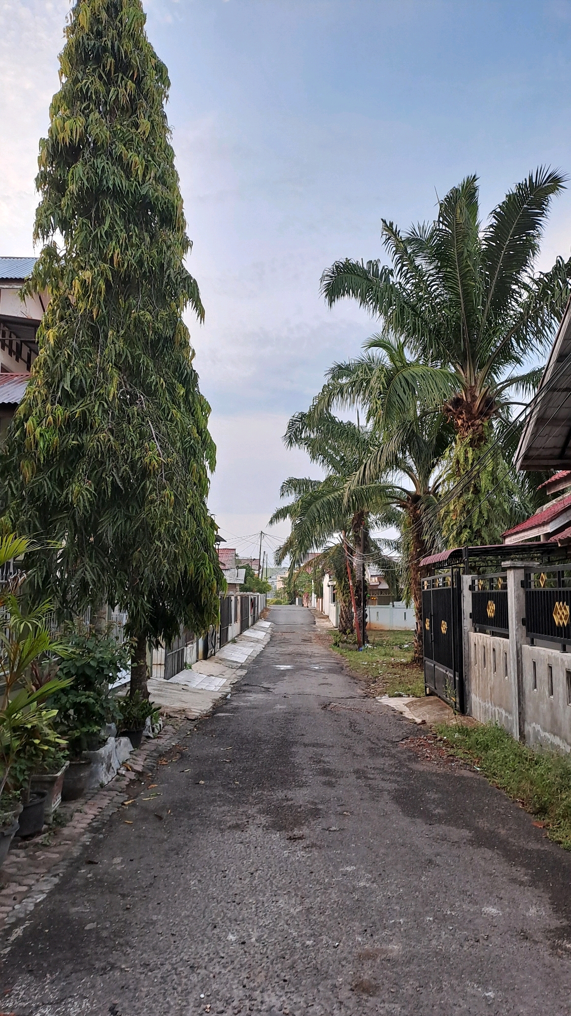 A paved road with cracks and patches runs through a residential area in Lhokseumawe, Indonesia. On the left side of the road, a tall, slender evergreen tree stands prominently in front of a building with a gray metal roof. Several potted plants are arranged along the walkway next to the tree. On the right side of the road, a concrete fence with a black metal gate separates the properties. Behind the fence, palm trees with their characteristic fronds rise above the surrounding buildings, which have red tile roofs. The sky above is a soft, pale blue with scattered white clouds, suggesting it is either early morning or late afternoon. The overall scene depicts a quiet residential street with lush tropical vegetation.
