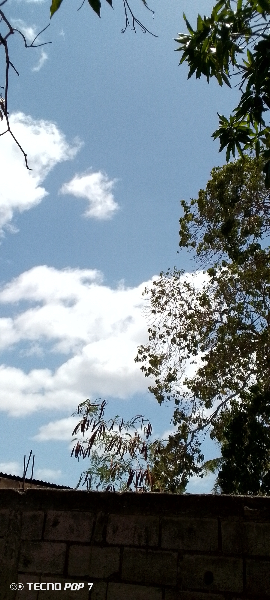 The image is a low-angle shot taken outdoors, looking up at a sky filled with cumulus clouds and framed by trees. The sky is mostly blue with scattered white clouds. The trees, primarily on the right side of the frame, have green foliage. A brick wall occupies the bottom portion of the image. The location is Altagracia, Venezuela. There are no people visible.