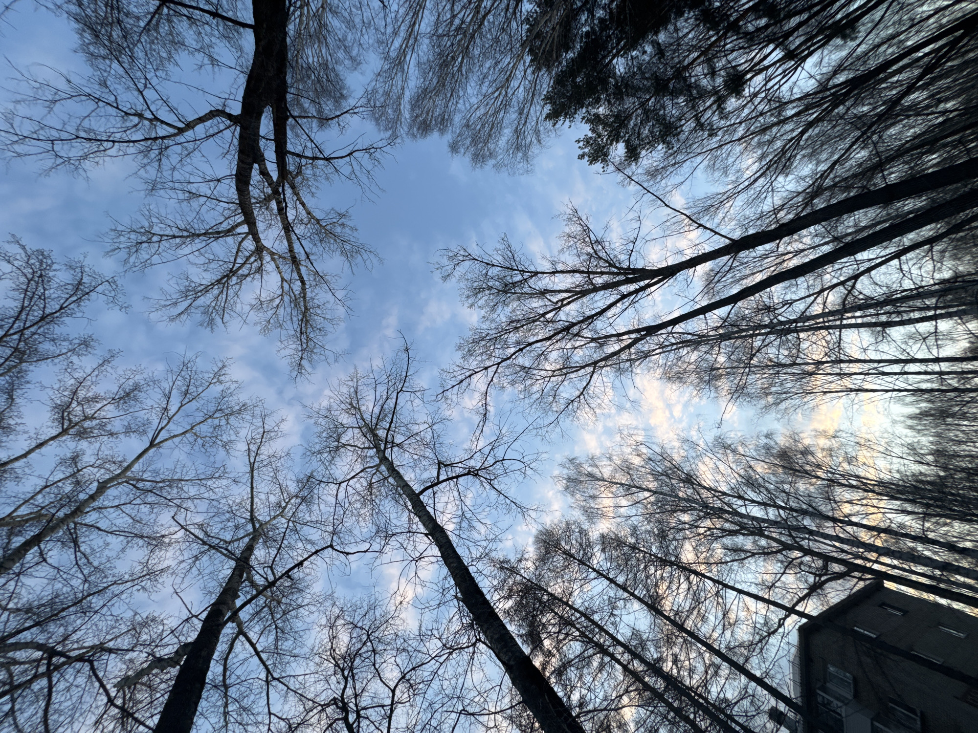 The image is an upward-facing view of trees silhouetted against a blue sky with scattered clouds. The trees appear to be leafless, suggesting a winter or early spring season. In the lower right corner, the edge of a building is visible. Given the location of Chaikovsky, Russia, it's plausible the building is a residential or commercial structure. The focus is on the natural scene, emphasizing the height and density of the trees. There are no people visible in the image.