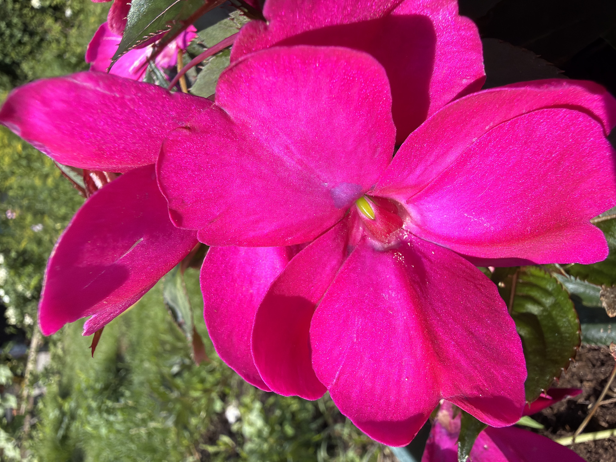 A close-up, low-angle, outdoor photograph focuses on a vibrant fuchsia impatiens flower. The flower's petals are smooth and velvety, with a bright green pistil visible in the center. The background is softly blurred, showing lush green grass, foliage, and hints of other plants, suggesting a garden setting in Gribki, Russia. The sunlight casts subtle shadows on the flower's petals. There are no people or animals present in the image.