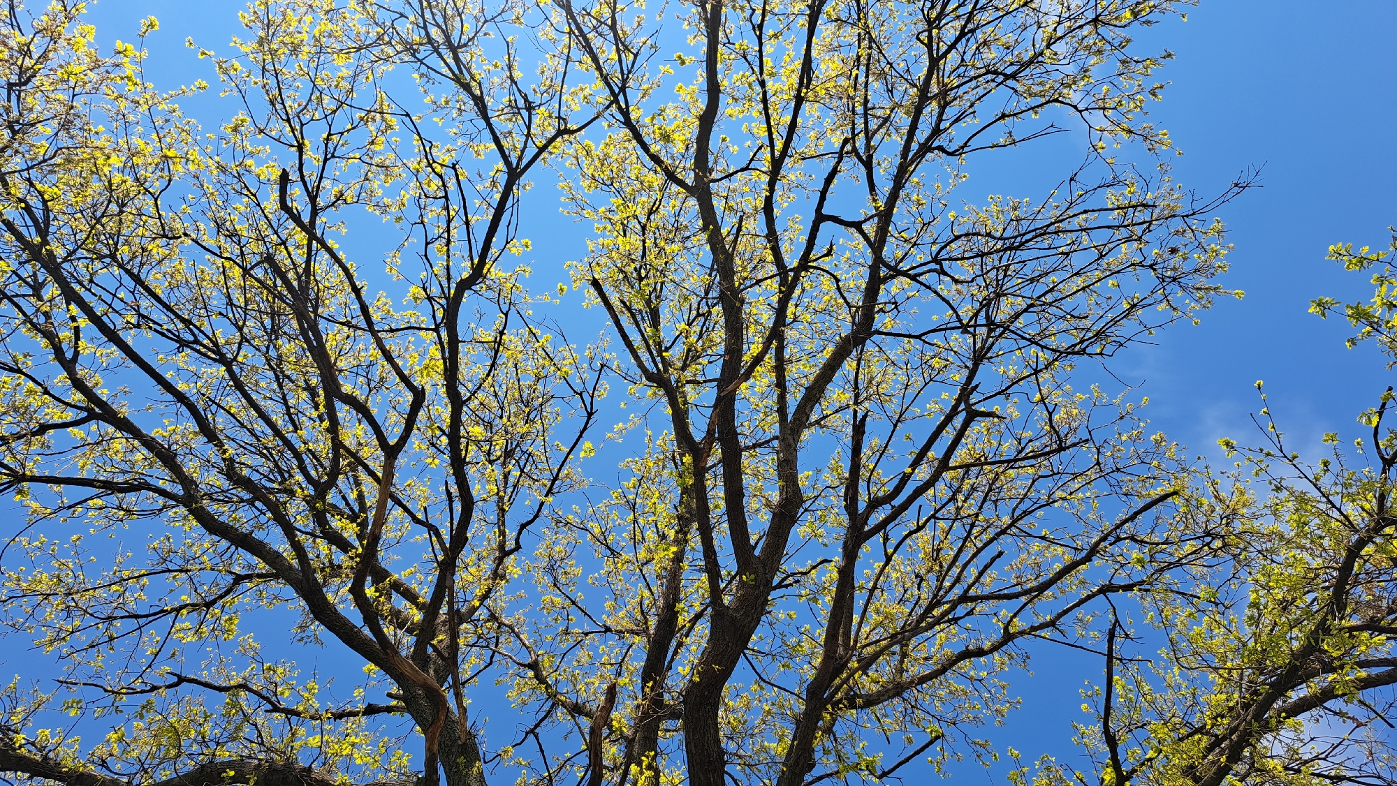 An upward-looking view captures the intricate branches of a tree against a vibrant blue sky, suggesting springtime or early summer. The tree branches, dark brown or black, crisscross the frame, creating a natural lattice. Small, delicate leaves, in various shades of bright, translucent yellow-green, are budding and sparsely distributed along the branches. The leaves appear illuminated by the sun, giving them a glowing quality. The sky is a clear, brilliant blue with no prominent clouds, indicating a sunny day. The perspective from below emphasizes the expansive canopy and the new growth. No people, objects other than the tree, or visible text are present. The scene evokes a sense of renewal and natural beauty.