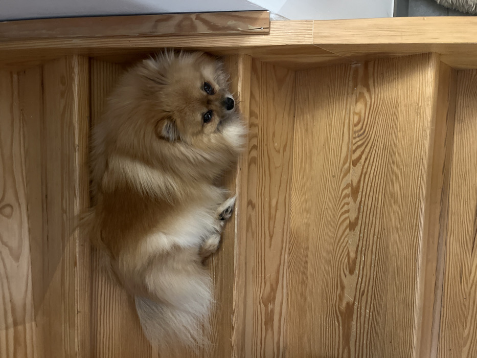 A fluffy, light-brown dog, resembling a Pomeranian, is resting or hiding inside a light-colored wooden structure. The dog is positioned on its side, tucked into what appears to be a cubby or shelf made of vertical wooden panels with visible grain. Its head is turned upwards, looking towards the camera with dark, attentive eyes. Its small, dark nose is visible, and its fur is thick and well-groomed.
The wooden structure dominates the scene, showing pronounced wood grain patterns and variations in color, suggesting it might be pine or a similar light wood. The panels are arranged vertically, forming an enclosed space around the dog. The dog's front paws are visible near its head, and its rear paws and bushy tail are partially seen towards the bottom of the frame, blending with its fur.
The setting is indoors, with ambient lighting; there are no specific cues for time of day or weather. No discernible text is visible within the image. The overall impression is of a cozy and secure spot for the dog.