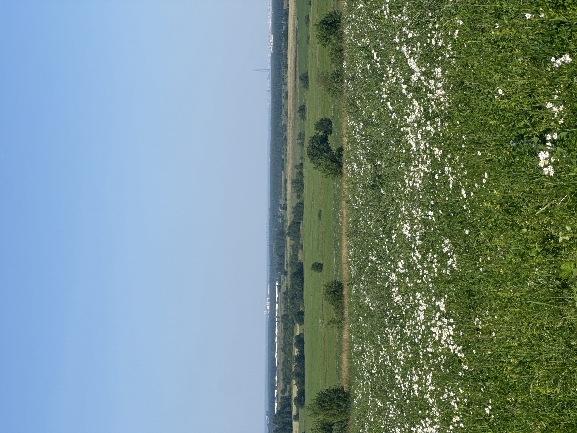 An exterior, wide-angle, eye-level, vertical shot captures a sunlit, expansive rural landscape under a clear, pale blue sky. In the foreground, a dense field of small white wildflowers, resembling daisies, carpets the ground. This vibrant bloom gives way to a sprawling, undulating expanse of green fields interspersed with clusters of lush green trees. In the mid-ground, a linear arrangement of white-roofed structures, possibly greenhouses or storage facilities, stretches across the horizon, bordered by a band of dark green trees. In the far distance, a hazy urban skyline is visible, punctuated by several buildings, including a prominent, slender tower and what appear to be industrial or power plant structures with tall chimneys. The overall impression is one of a pastoral scene nearing the edge of a populated area. The image is located in the vicinity of Kaporskoe, Russia.