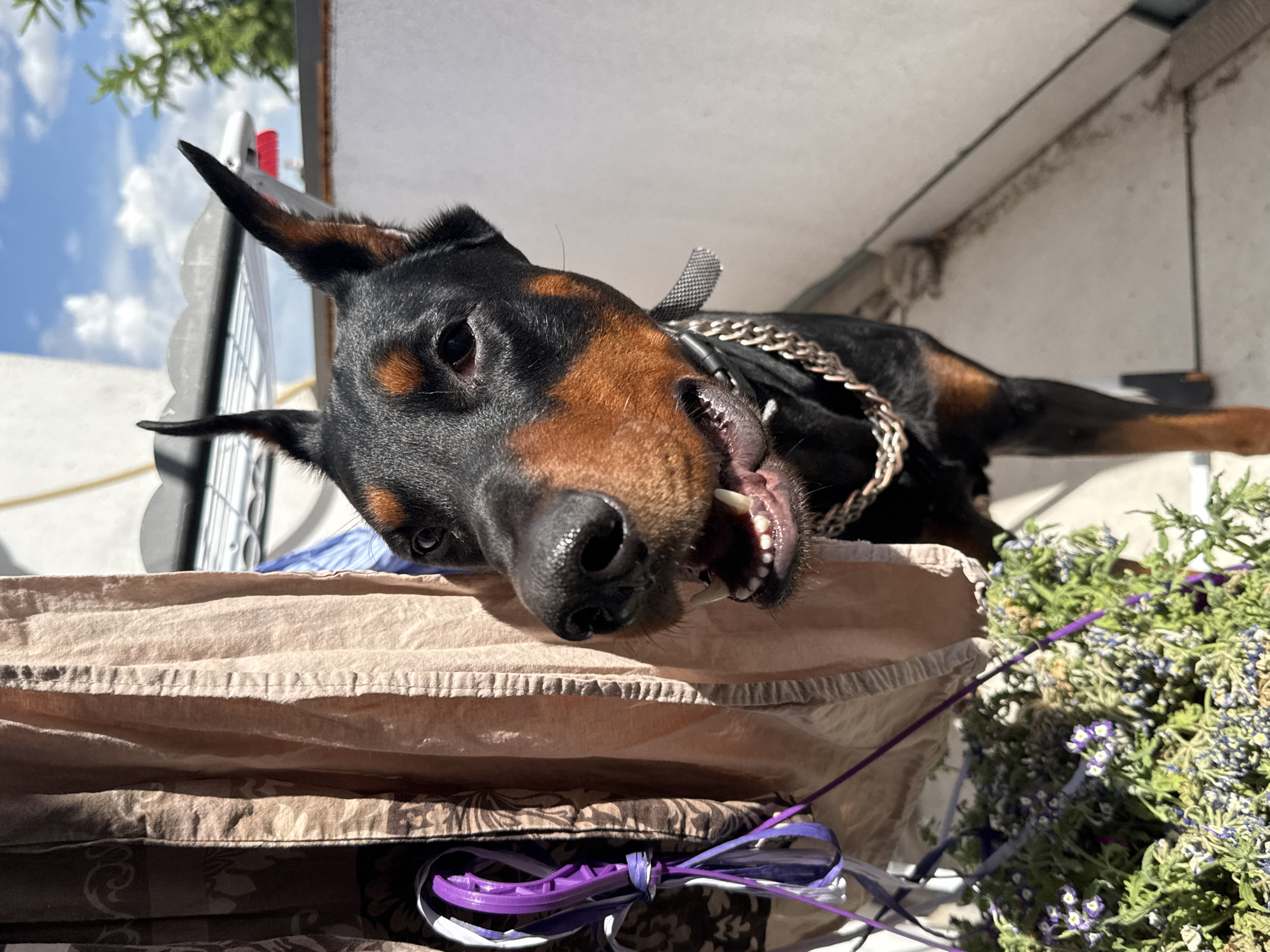 A Doberman Pinscher dog is resting on a stack of bedding outside in daylight. The dog has black fur with tan markings around the muzzle and above the eyes, and its ears are cropped to stand erect. The dog is wearing a silver-colored chain collar. The bedding consists of several layers of fabric with varying patterns and colors, including brown, tan, and floral prints. A bundle of lavender flowers, tied with purple and white ribbon, sits near the bedding. The setting appears to be an outdoor urban environment, possibly on a balcony or patio. The location details, including the city, are unavailable.