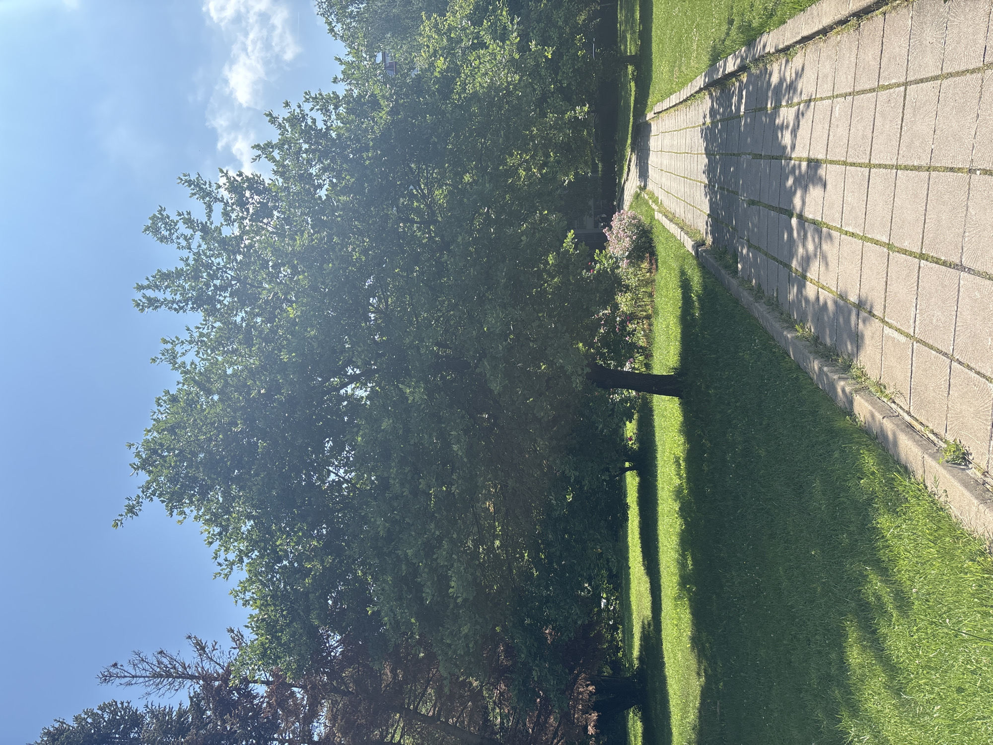 The image captures a serene outdoor scene, likely a park or a well-maintained garden, under bright daylight. A straight, paved pathway, constructed from rectangular light grey concrete slabs, extends diagonally from the bottom right towards the upper left of the frame. This path is flanked on both sides by vibrant green, neatly trimmed grass.
A dense array of lush green trees occupies the left side of the image, their foliage illuminated by the sun. These trees cast long, distinct shadows across the grass and partially onto the pathway, indicating a late morning or early afternoon time of day. Towards the bottom left, some darker, possibly conifer-like trees are also visible.
The sky in the upper left and central top portions of the image is a clear, bright blue, dotted with scattered white clouds. A faint airplane contrail is discernible among the clouds. A small cluster of pinkish-purple flowers adds a touch of color beside the path on the right side, slightly further into the scene. No individuals or animals are present, and there is no visible text. The overall atmosphere conveyed is one of peaceful, sunlit nature.