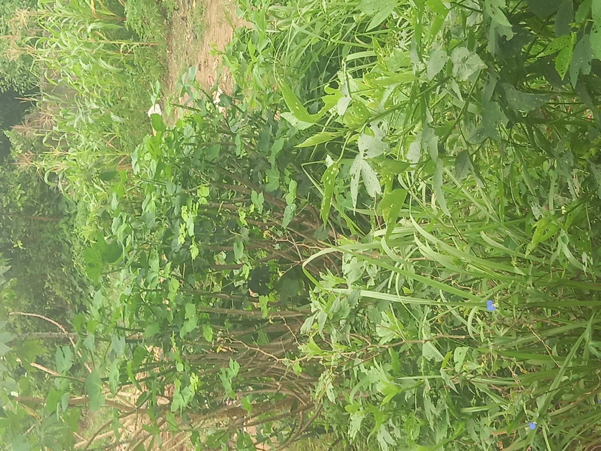 The image depicts an outdoor scene in an unpaved area, possibly a garden or yard, with abundant green vegetation. In the foreground, various leafy plants and tall grasses dominate the frame, with some plants exhibiting dark green, lobed leaves and others featuring slender, blade-like leaves. Two small, light blue flowers are visible amidst the grasses in the lower-left portion of the image. A dense cluster of woody stems with larger, lighter green leaves is situated in the mid-ground. In the background, several stalks of corn are growing, their leaves a lighter shade of green and their tassels reaching upwards. The ground appears to be a mixture of dirt and dry leaves. The overall impression is one of lush, untamed growth in a rural or semi-rural setting, with no people or structures clearly visible.