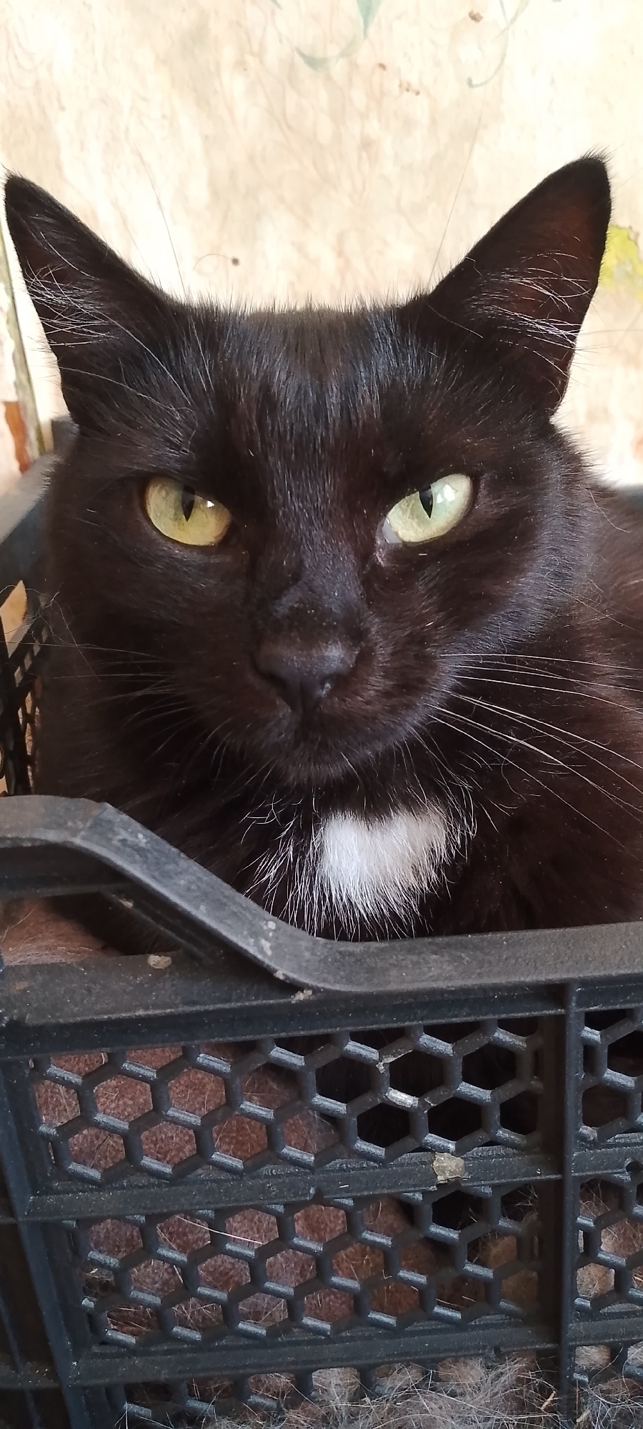 A black cat with light green eyes and a white patch of fur on its chest is looking directly at the camera. It is sitting in a black plastic crate with a honeycomb pattern. The background is a wall with a light-colored, textured surface and some faint green markings. The image was taken in Belgorod, Russia.