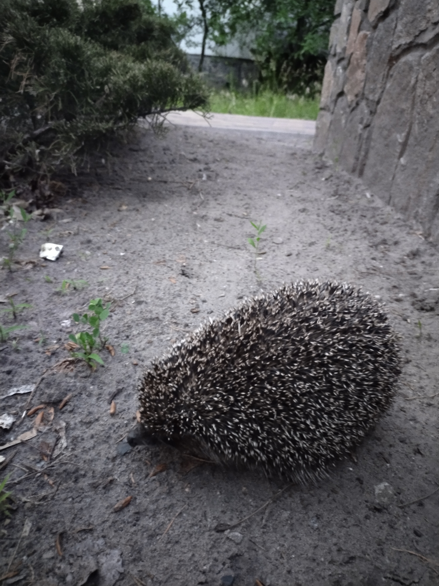 A Eurasian hedgehog, identified as *Erinaceus europaeus*, is depicted in the foreground of a granular, sandy terrain, likely within a park or garden area in Horishni Plavni, Ukraine. The hedgehog is positioned centrally, facing towards the left of the frame, its body curved and covered in quills. Its dark snout is visible, and its eyes are not discernible from this angle.
The ground surrounding the hedgehog is a mix of dark soil and sand, with scattered dried leaves and small twigs. To the left of the hedgehog, a small, white piece of litter is present, suggesting human activity in the vicinity. Sparse green vegetation, appearing as small weeds or shoots, is scattered across the ground.
In the mid-ground, a paved pathway or road is visible, bordered by a low, overgrown shrubbery on the left and a textured stone wall on the right. The stone wall is constructed from irregularly shaped, grey and brown stones, appearing weathered.
The background consists of out-of-focus greenery, indicative of trees and other foliage. The lighting suggests an overcast day, contributing to the muted tones of the scene. The overall environment suggests an urban or semi-urban setting, possibly a public space where wild animals might forage. No people are visible in the image.