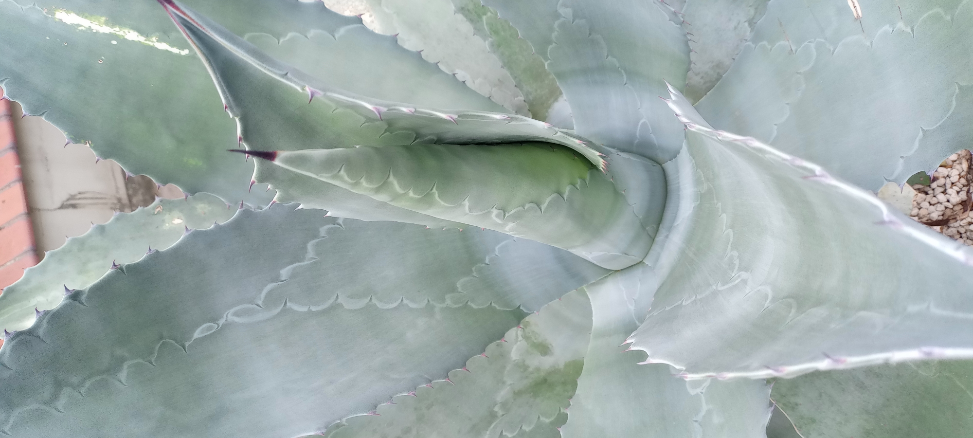 The image shows a close-up view of the center of an agave plant, with its pale green, succulent leaves spiraling outwards. The leaves have serrated edges and sharp, reddish-brown thorns. The inner leaves are tightly furled, forming a cone shape, with one particularly prominent, pointed leaf emerging from the center, tipped with a dark purple spike. The plant appears to be healthy, with a matte, powdery texture on its surface. The background is blurred, but suggests an outdoor setting with hints of a building and possibly a tiled roof in the upper portion. There are no people or animals visible in the image, and no specific objects or actions are discernible beyond the natural structure of the plant. The lighting appears to be soft, possibly overcast, which accentuates the subtle variations in color and texture of the leaves. This image is not from Dortmund, Germany.