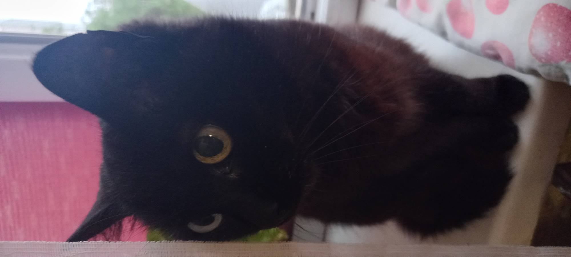 A black cat with yellow eyes is sitting on a windowsill. The cat is looking to the left. The background is a pink blind and a window. There is also a white cloth with pink hearts on the windowsill. The location is Kryvyi Rih, Ukraine.
